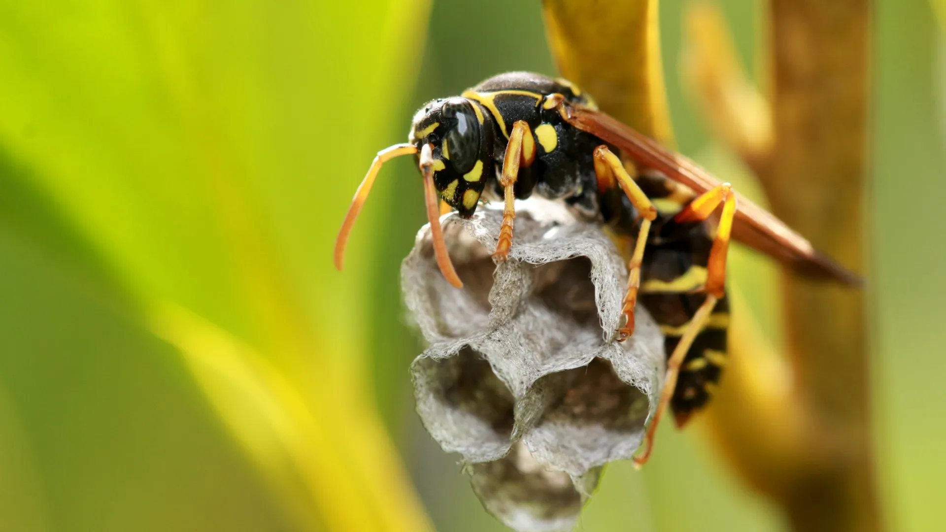 a bee on a flower