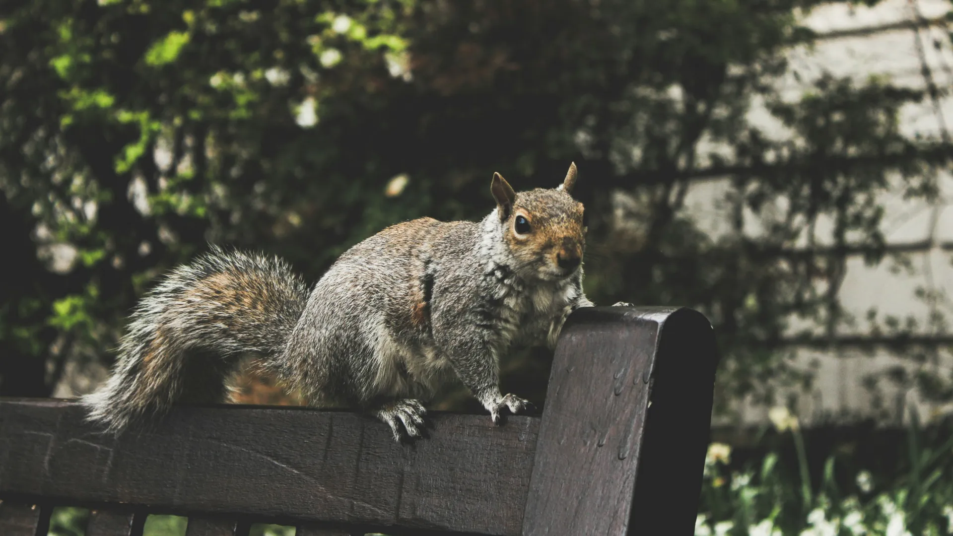 a squirrel on a fence