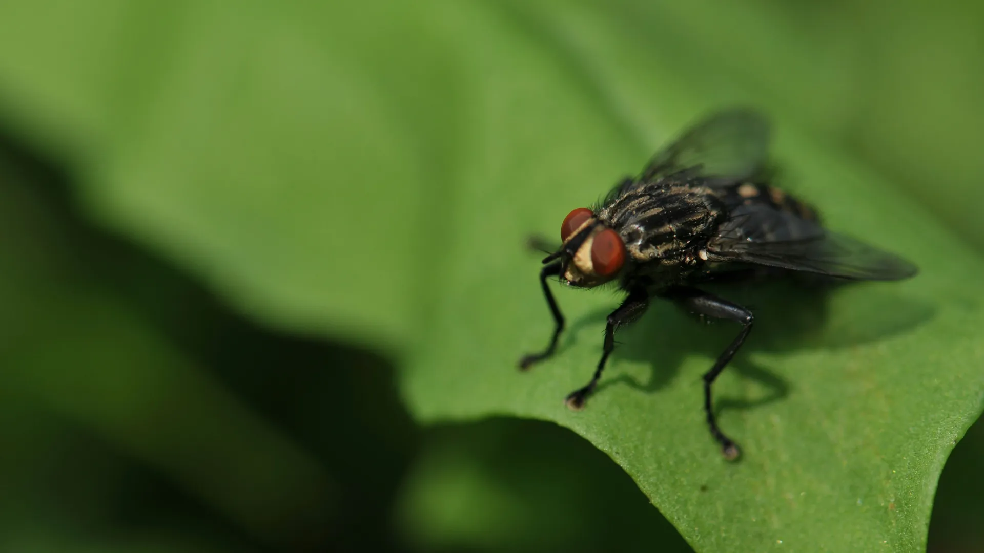 a close up of a fly