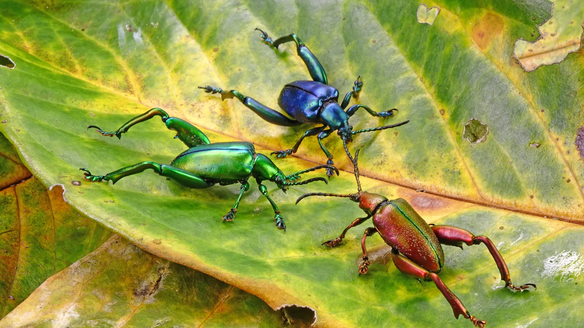 a couple of bugs on a leaf