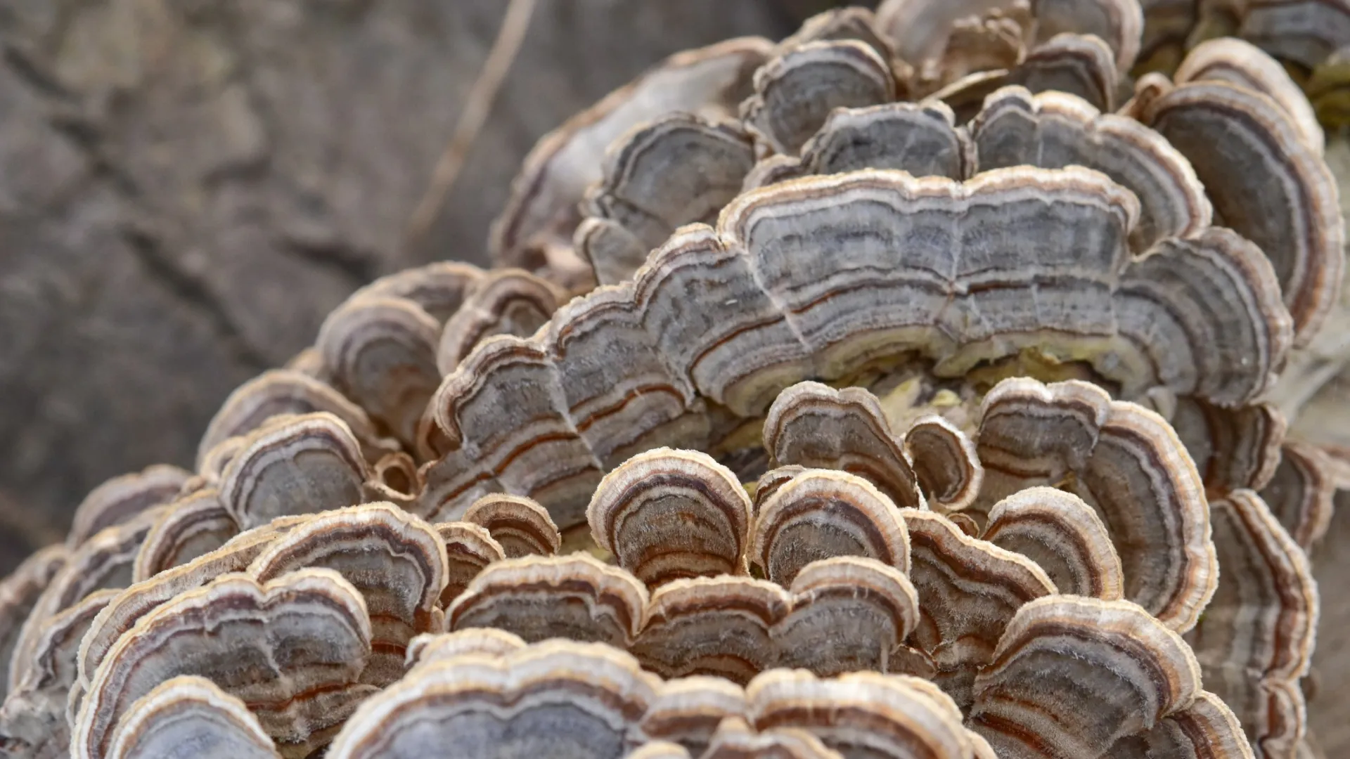 a group of mushrooms