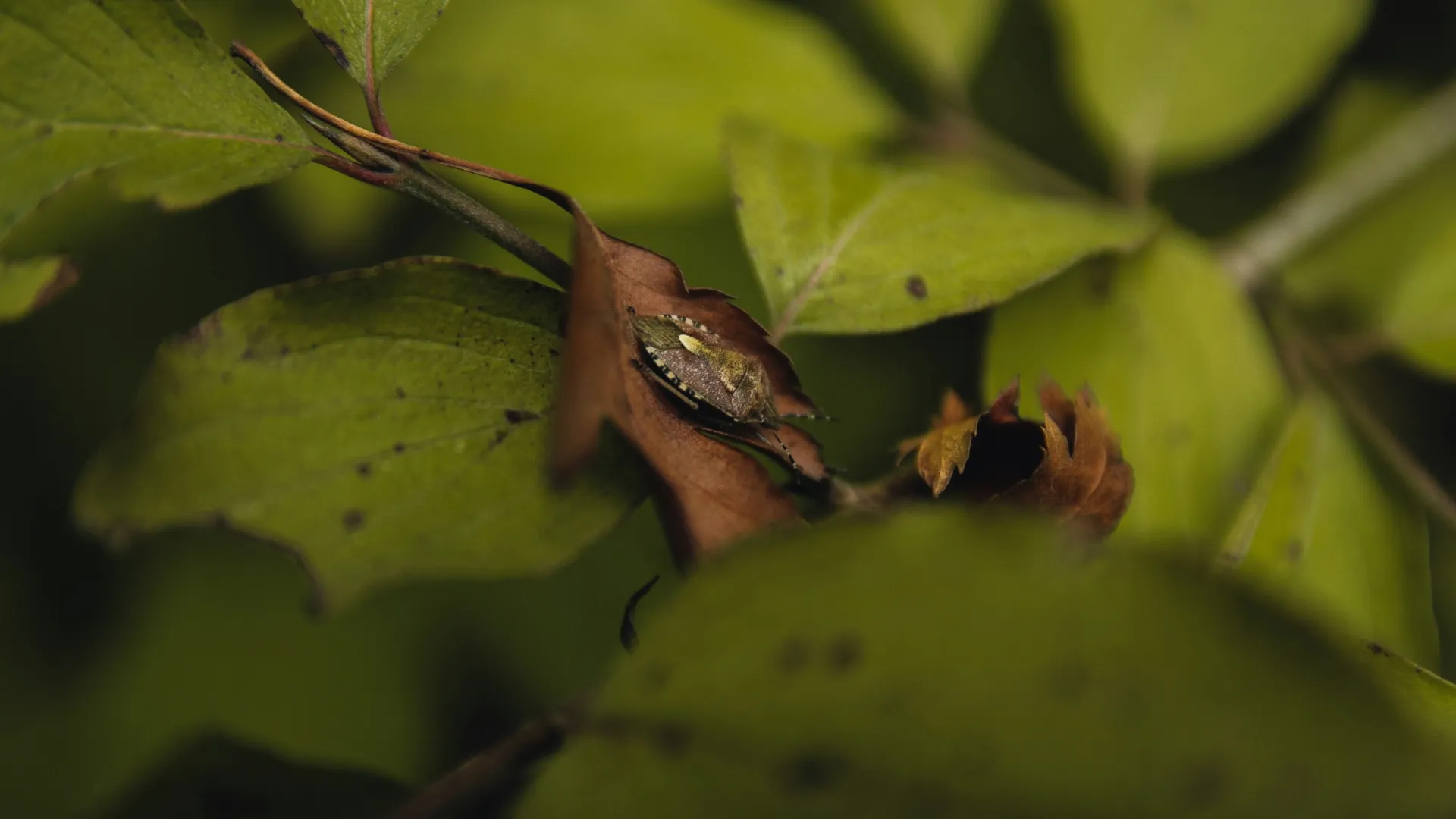 a bee on a leaf