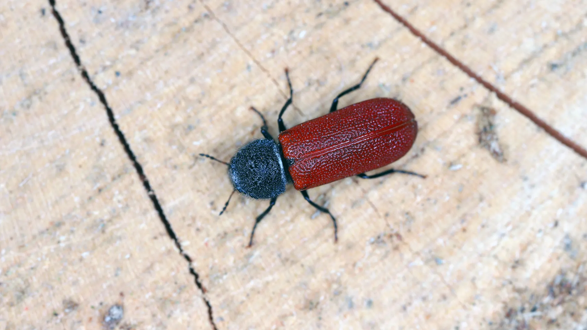 a red bug on a wood surface