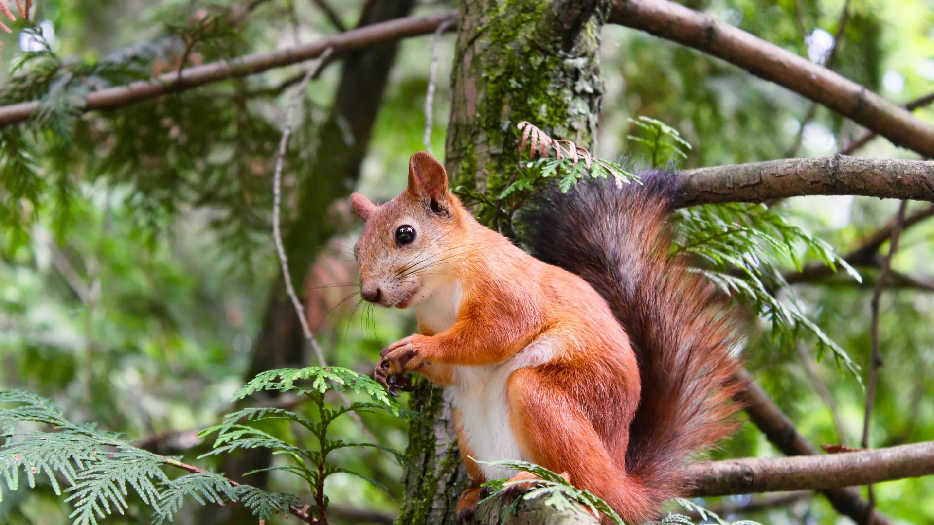 a squirrel on a tree branch