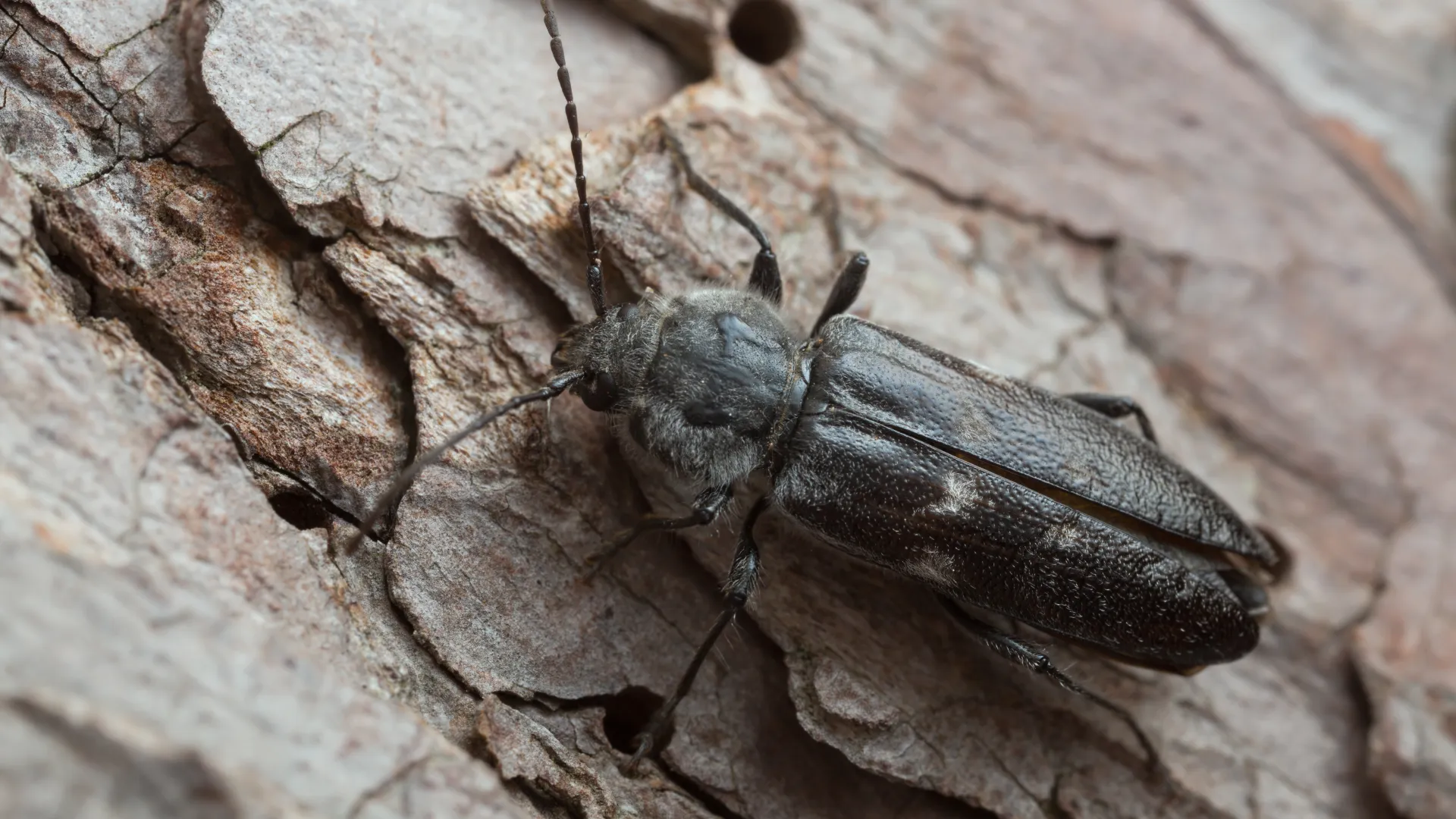 a bug on a rock