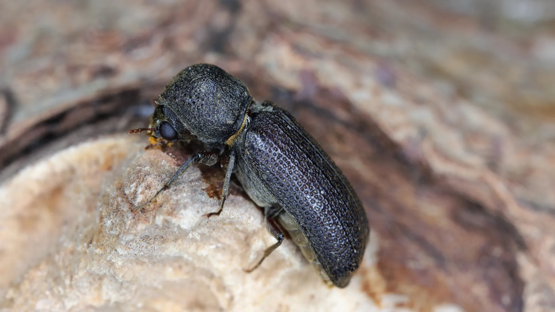 a black and brown bug on a rock