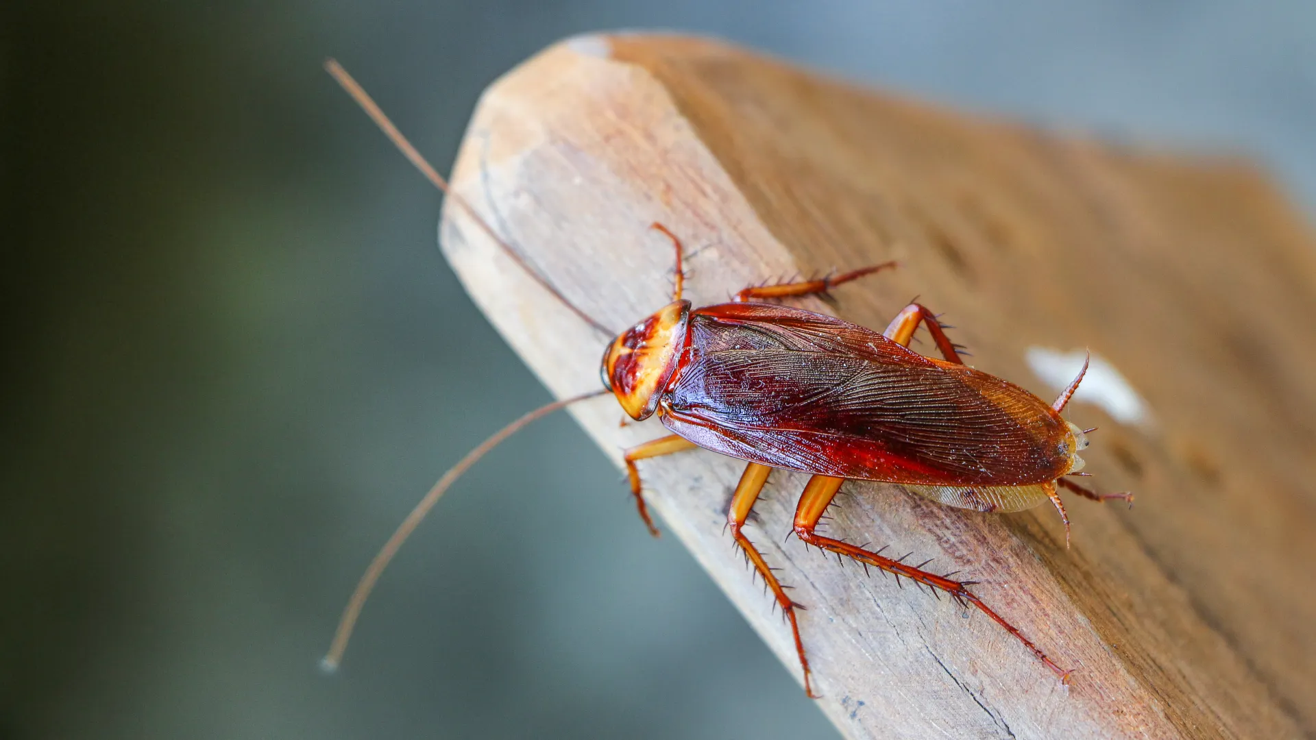 a close up of a bug