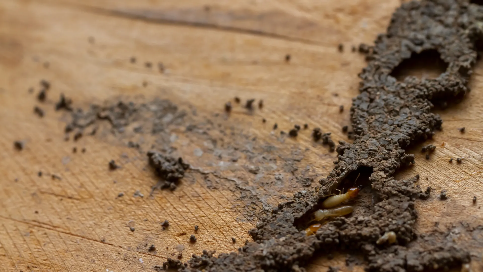 a close up of a piece of wood with a small insect on it