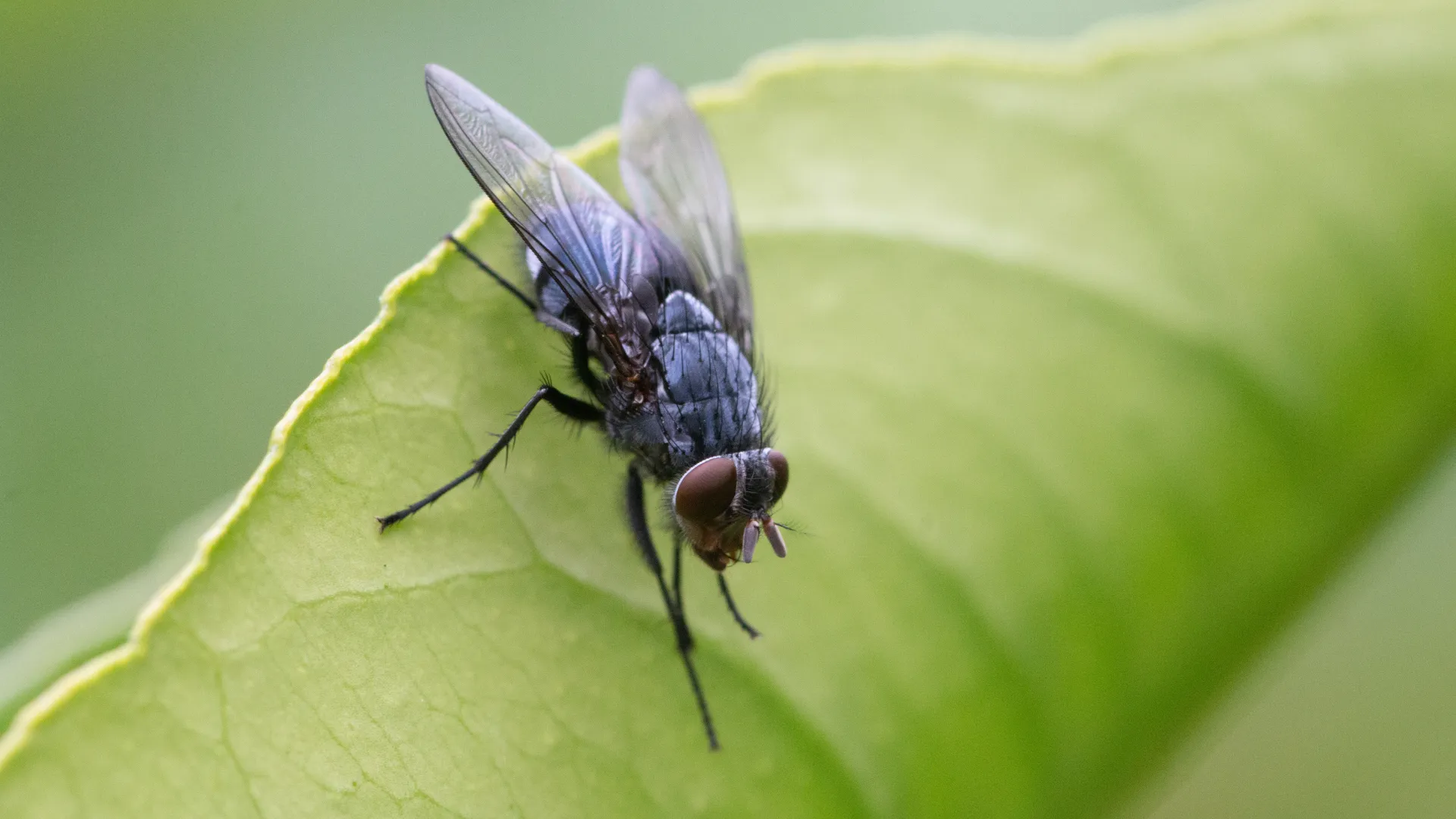 a close up of a fly