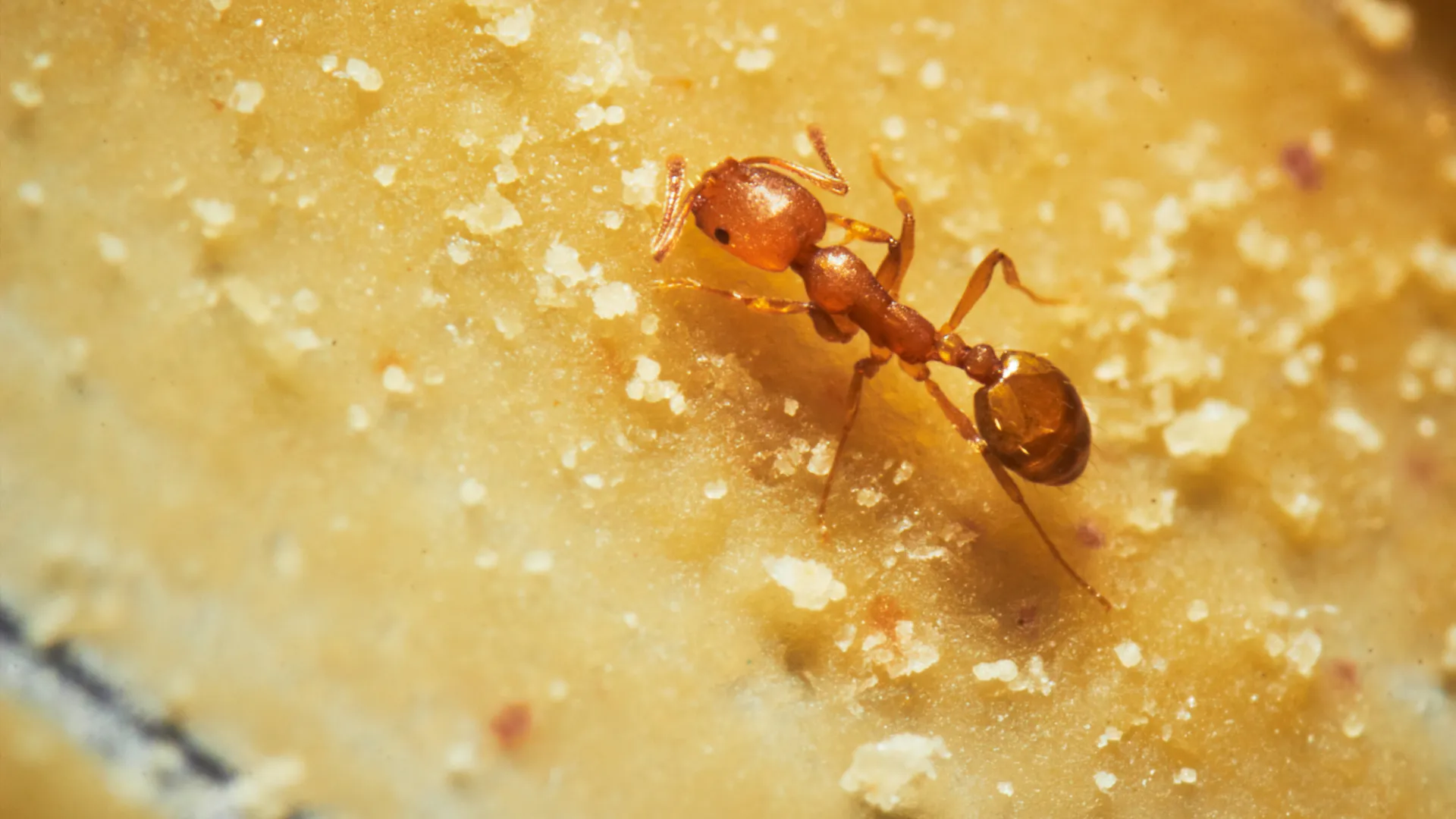 a close up of a spider