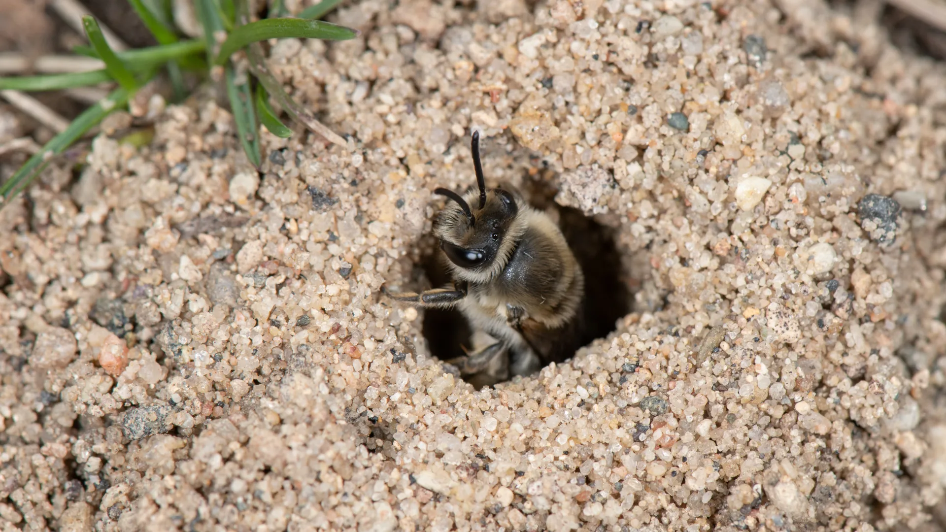 a bee on the ground