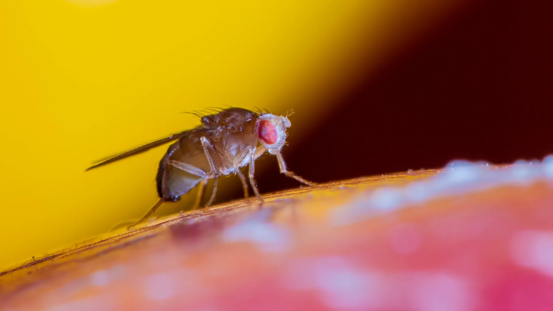 a close up of a fly