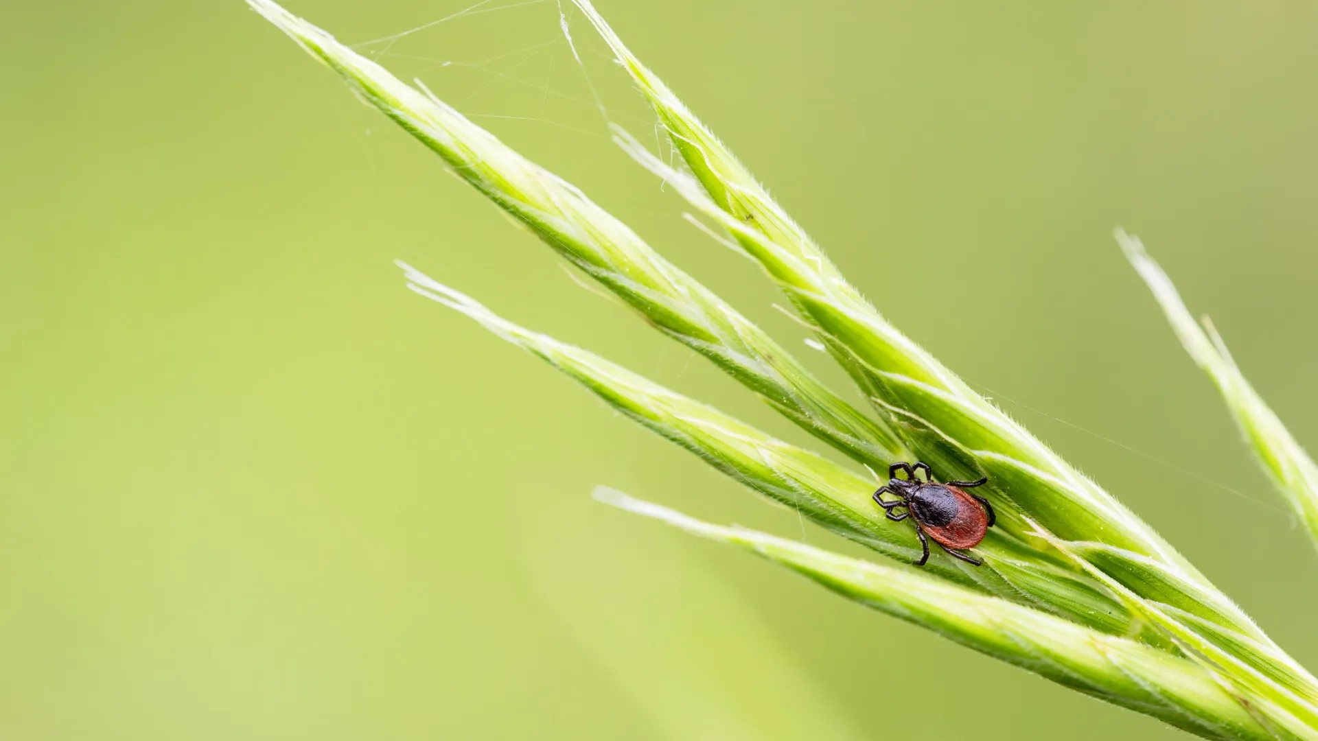 a ladybug on a leaf