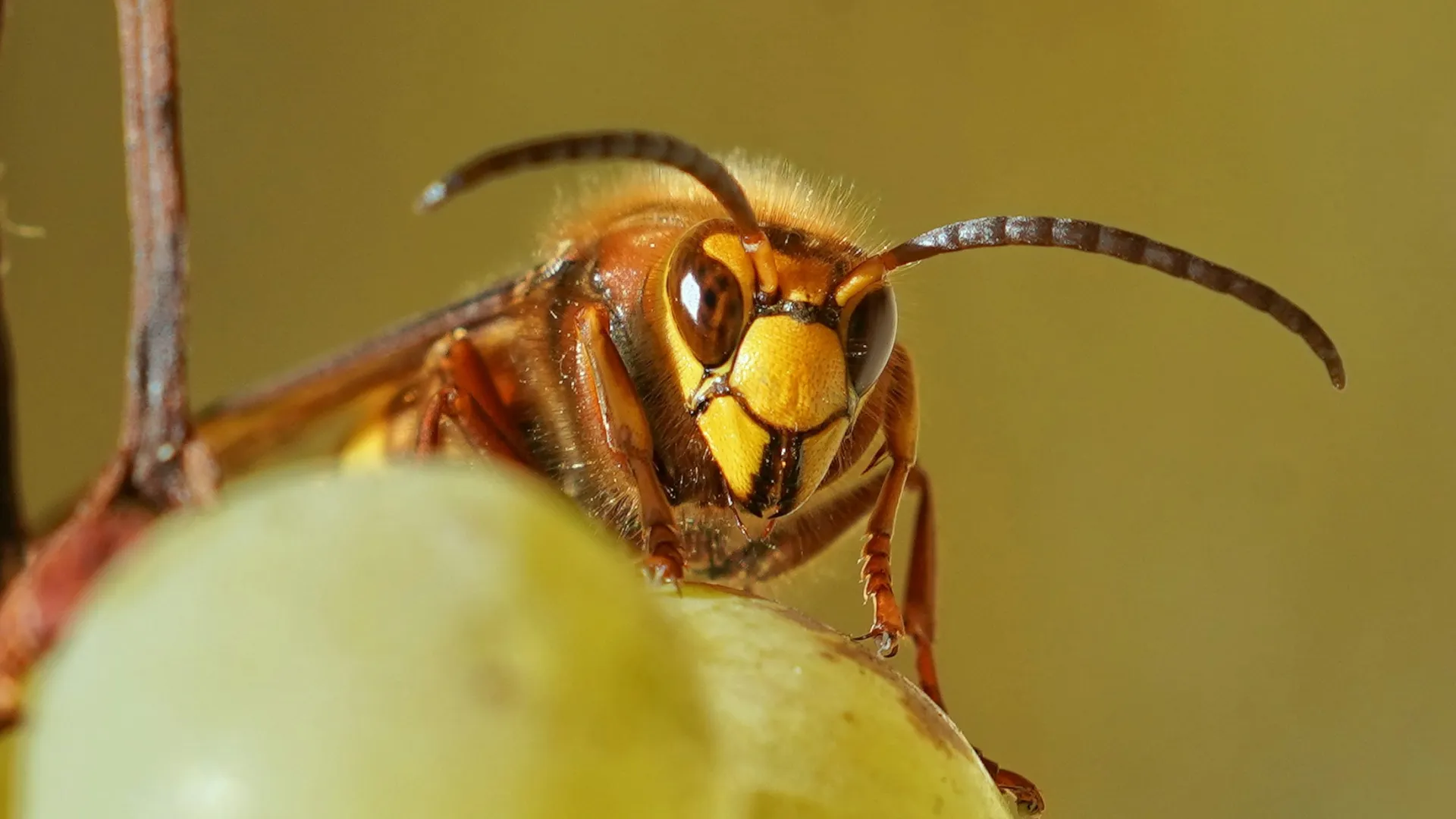 a close up of a bee