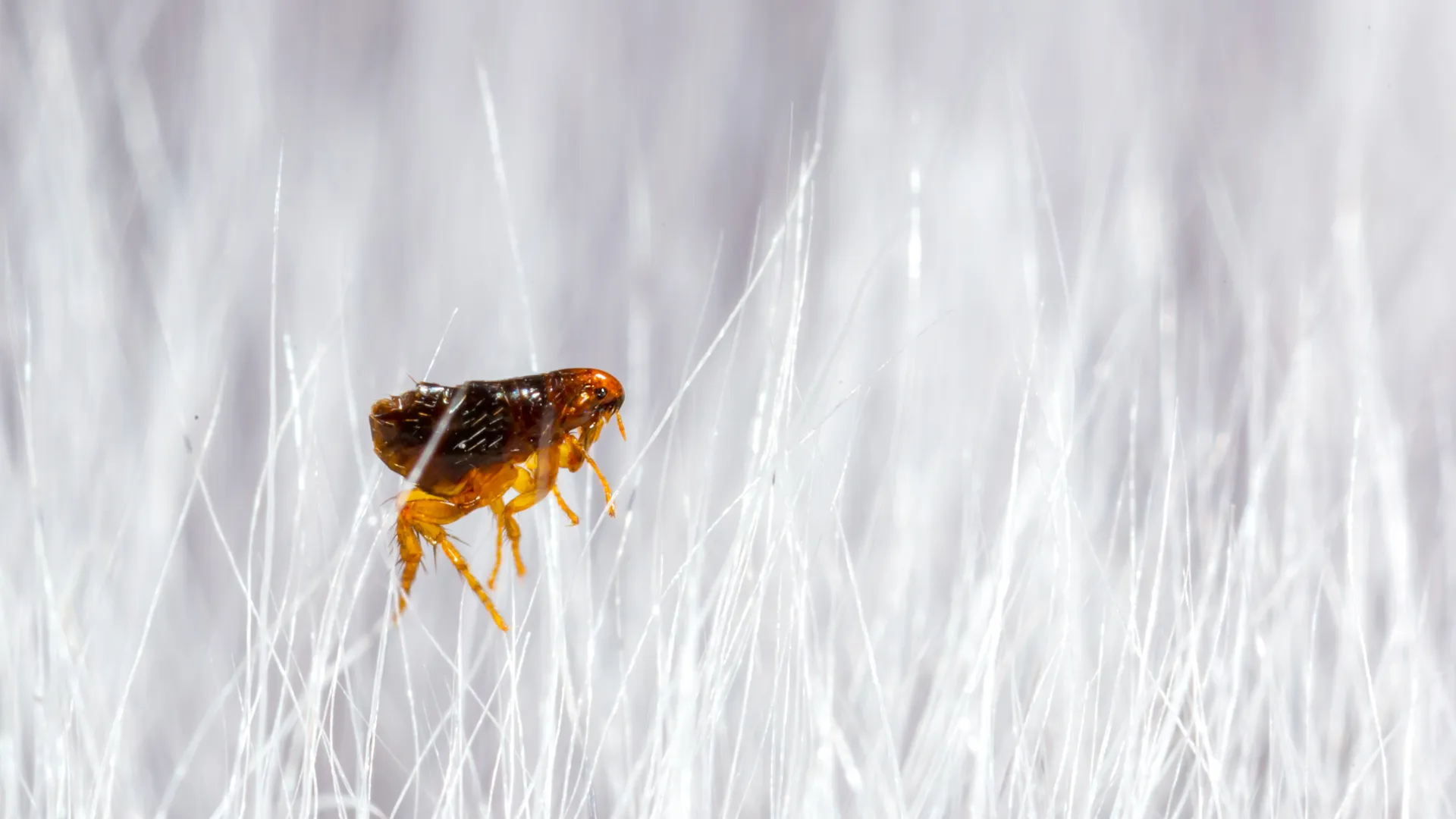 a small insect on a white surface