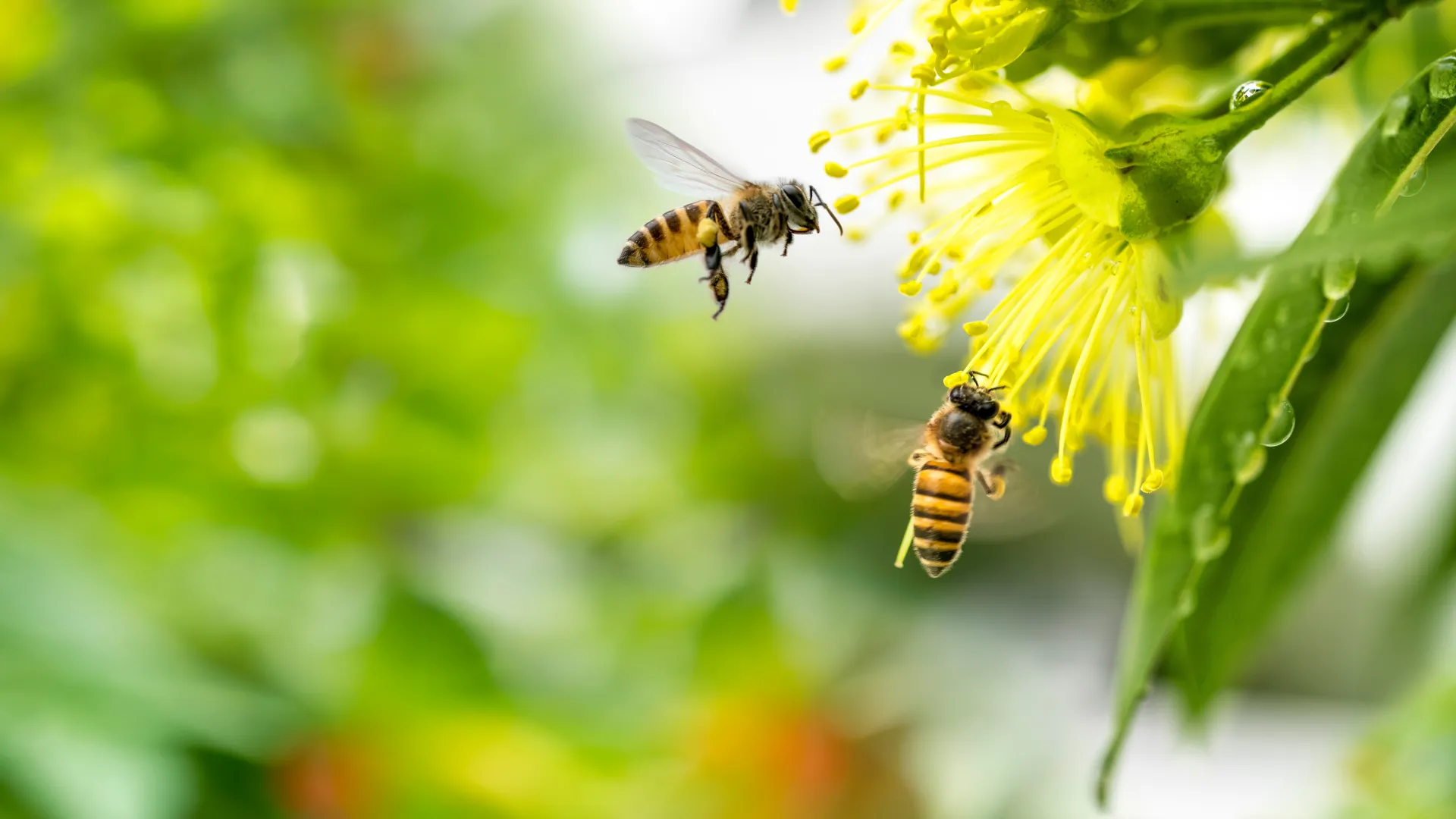 a couple of bees on a flower