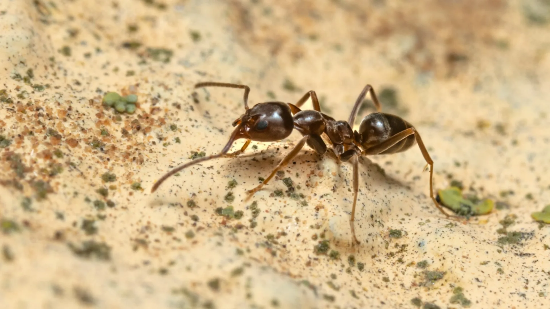 a close up of an ant