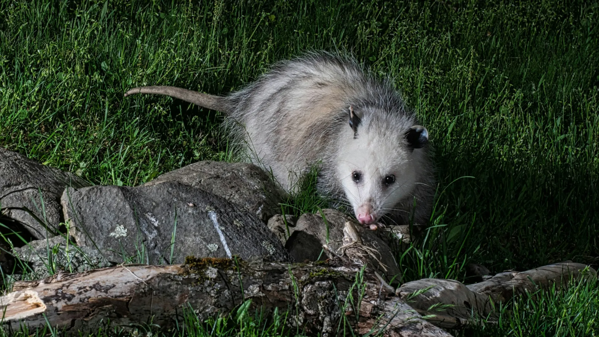 an opossum on a rock