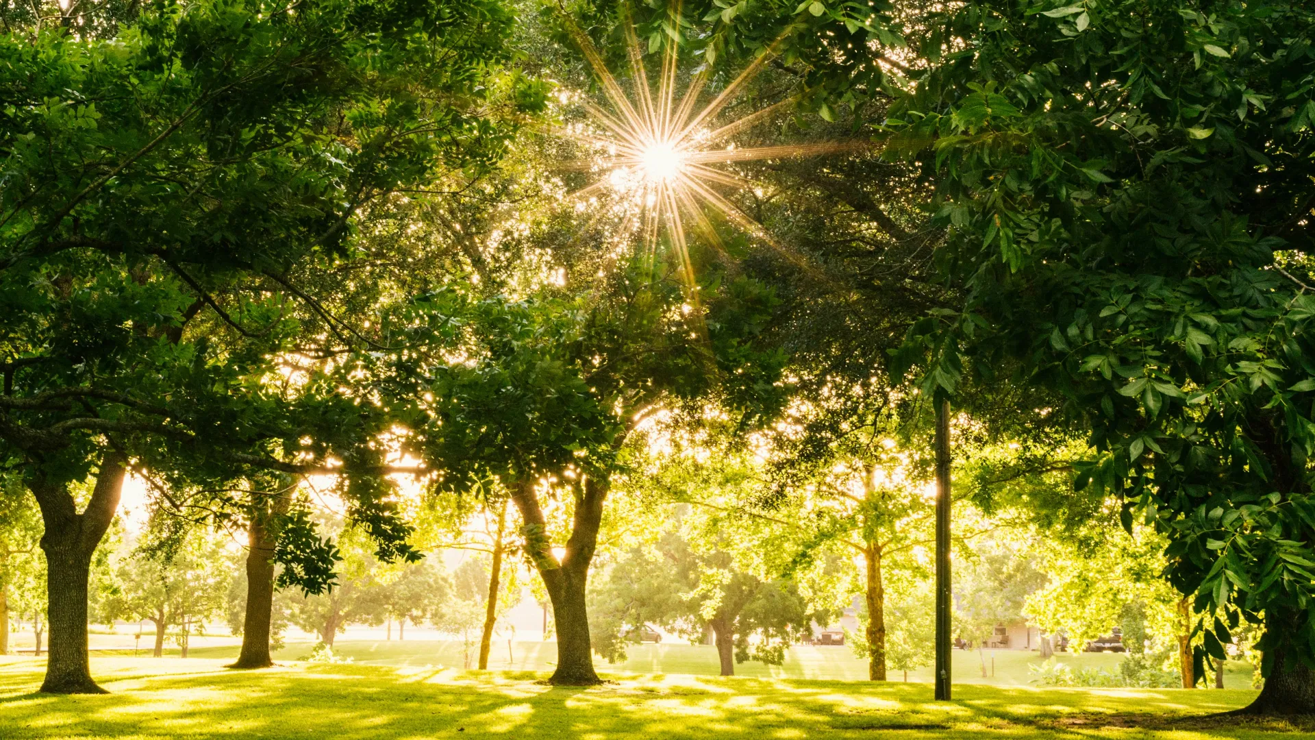 Sunlight filters through lush green trees in a peaceful park with dappled shadows on the grass