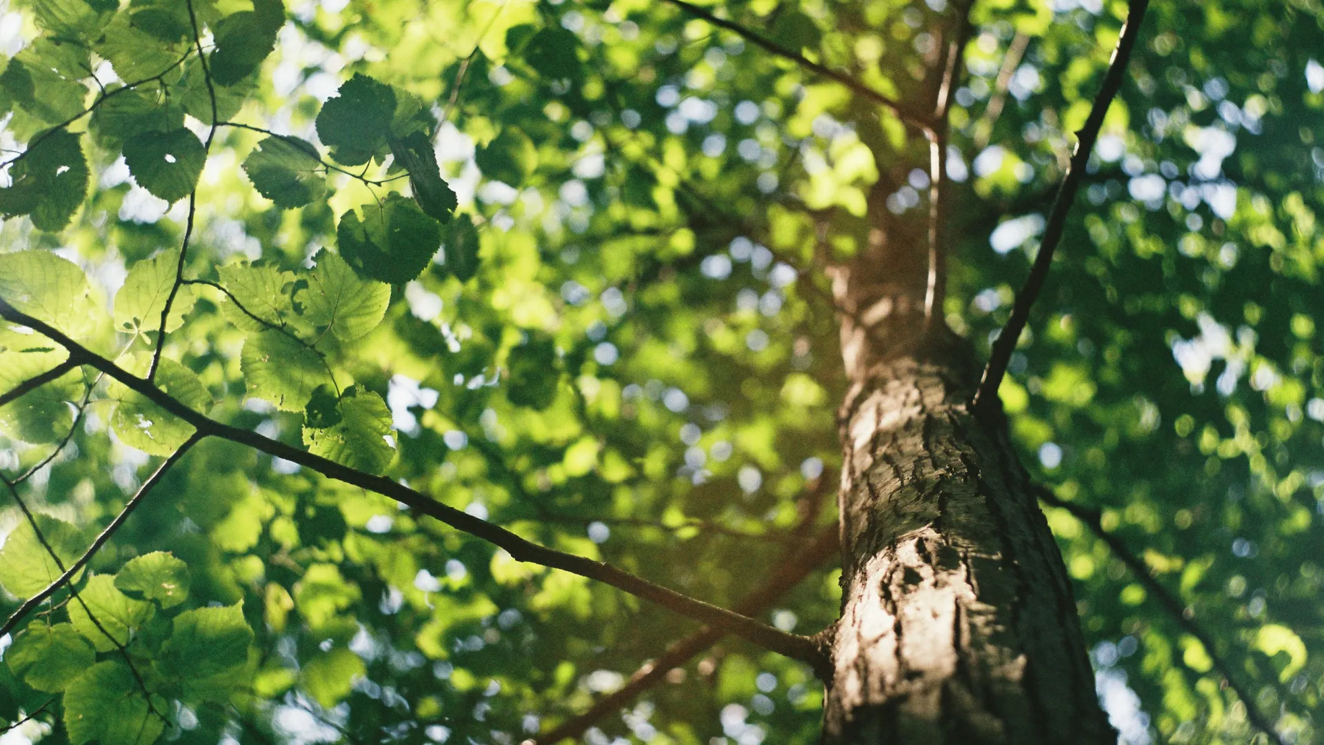 Close-up view of a sunlit tree trunk with green leaves and branches against a bright sky.