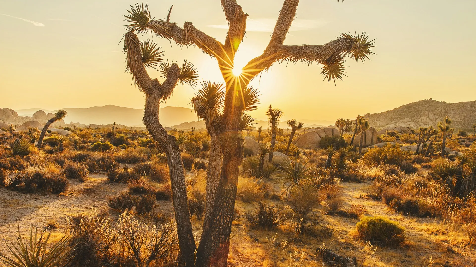 Sunset shining through a Joshua tree in a desert landscape with long shadows and distant hills.