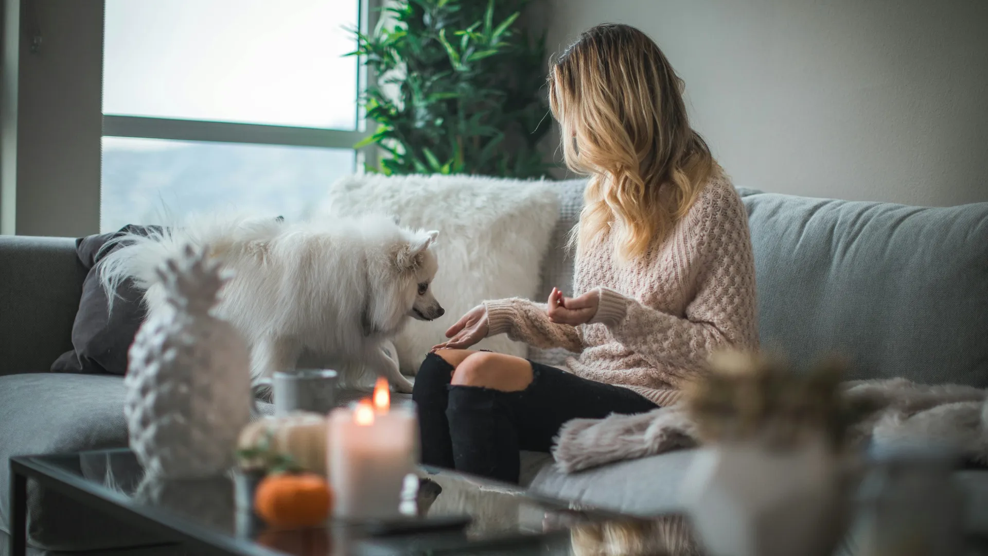 Woman in cozy sweater sitting on a gray couch interacting with a small white dog in a stylish living room.