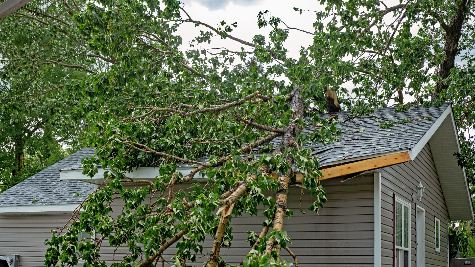 a tree that has fallen on a house