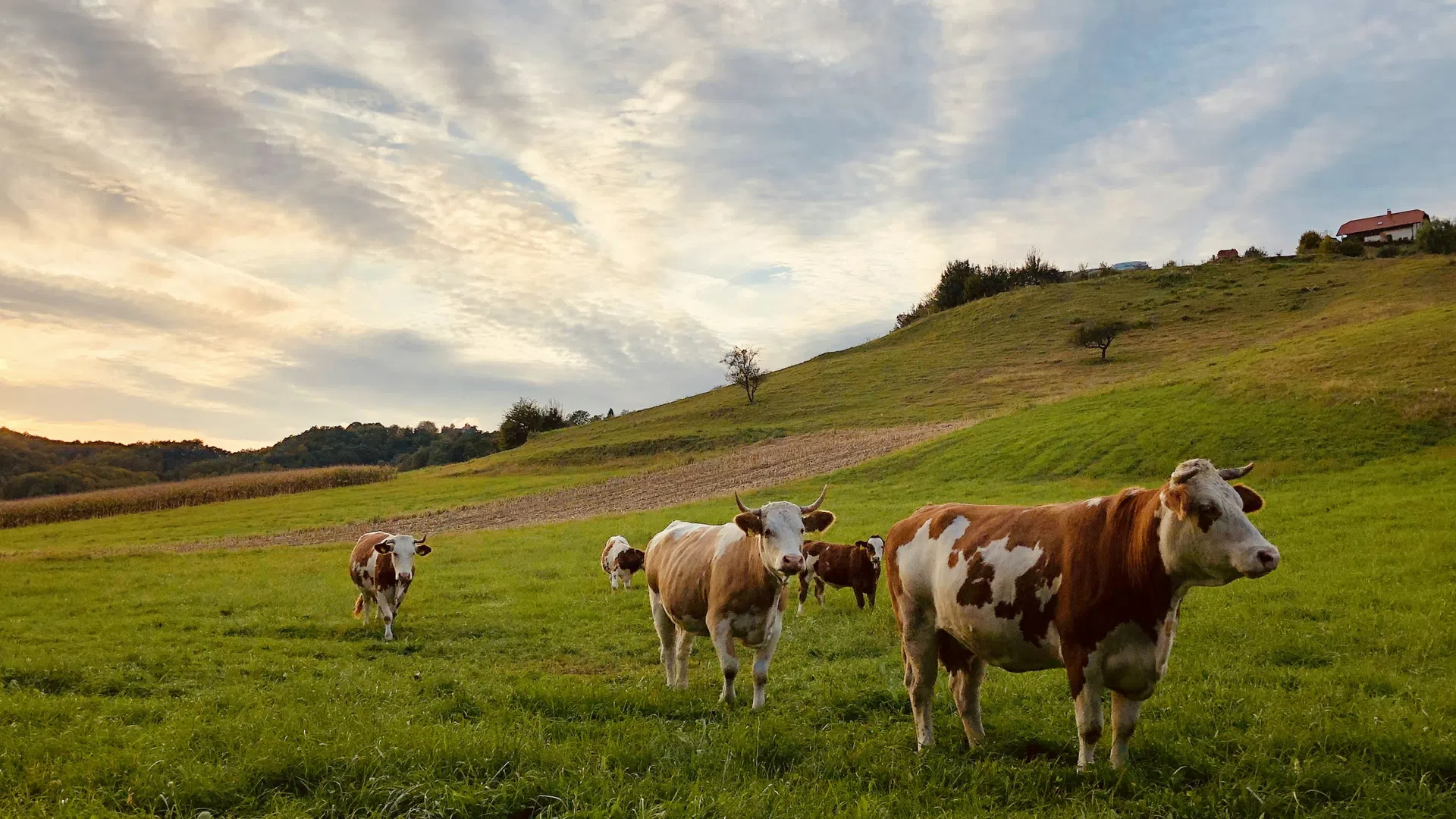 Brown and white cows grazing on a green hillside under a cloudy sunset sky in a rural landscape.