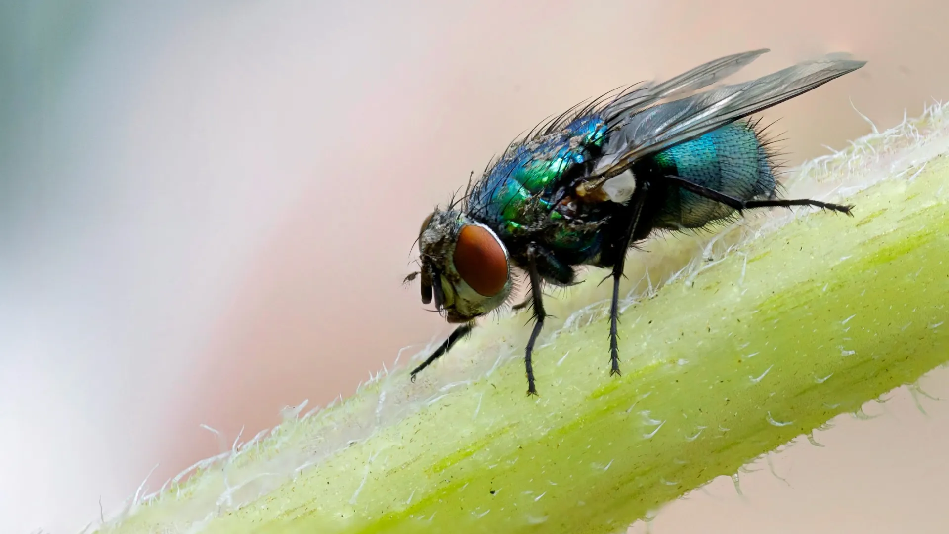 a close up of a fly