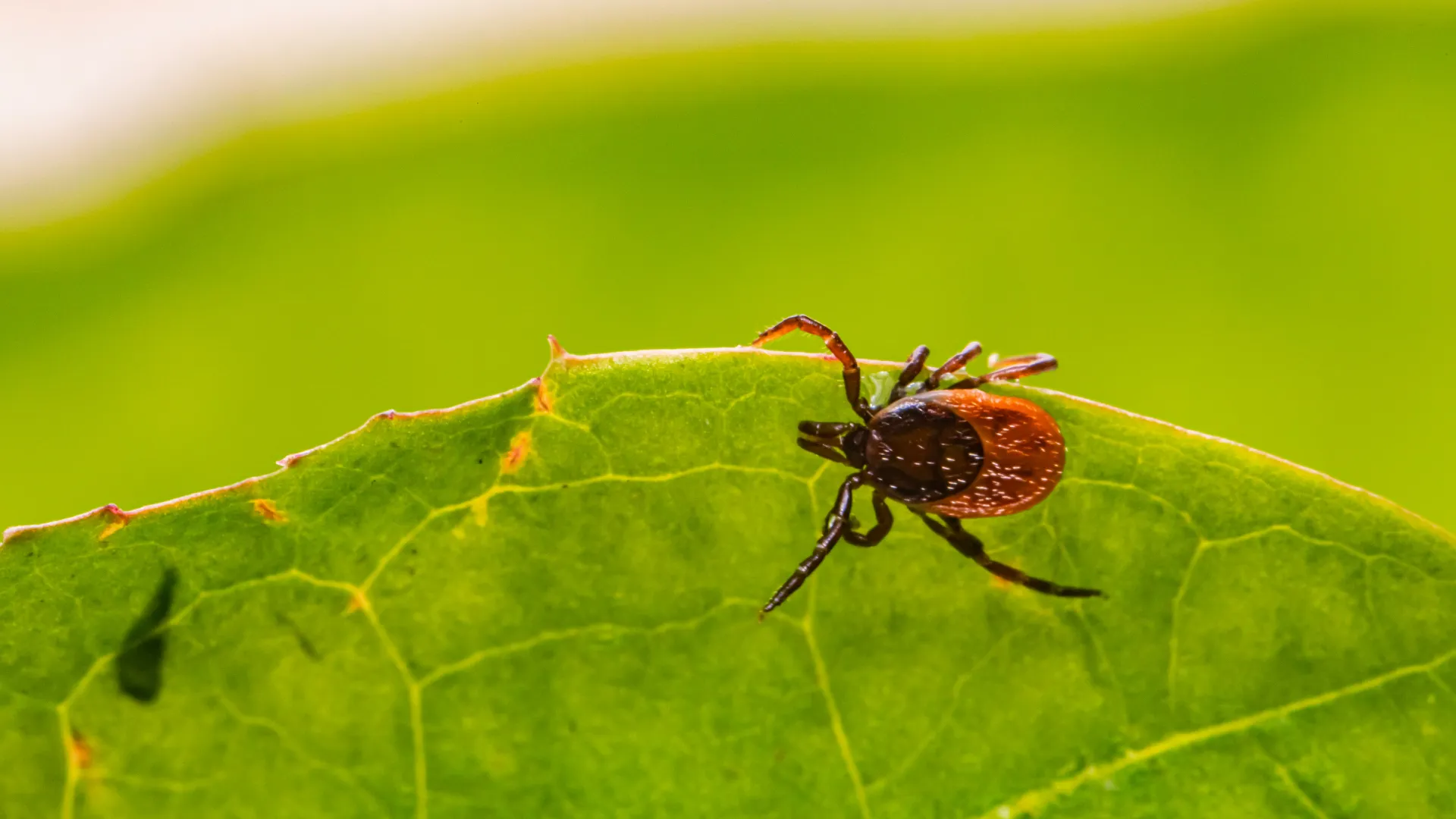 a bug on a leaf