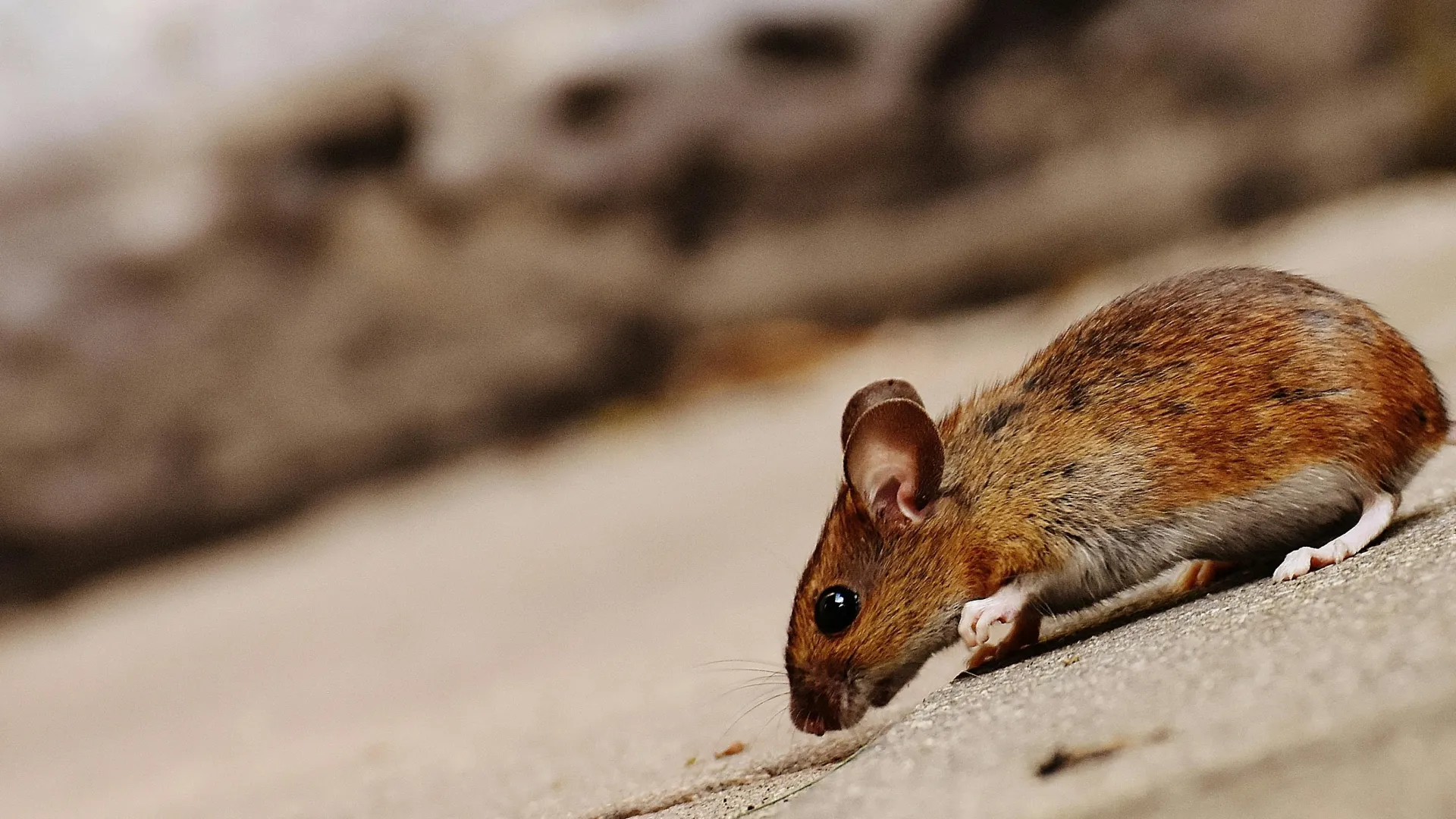 a rodent on a wood surface