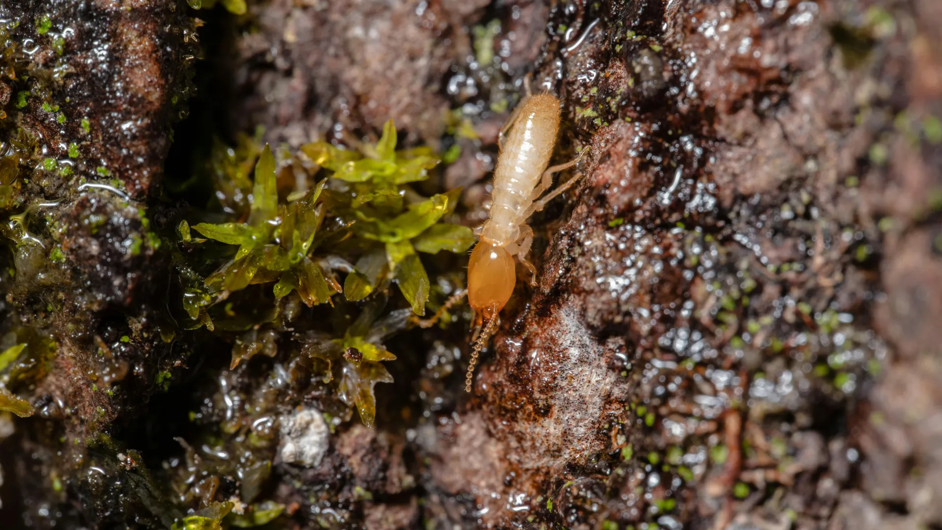 A termite on a tree