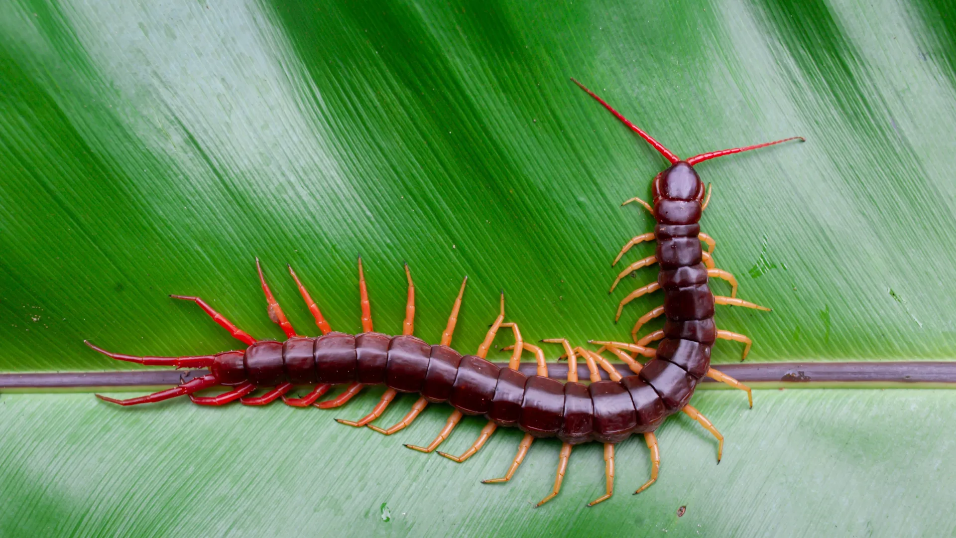 a red insect on a leaf