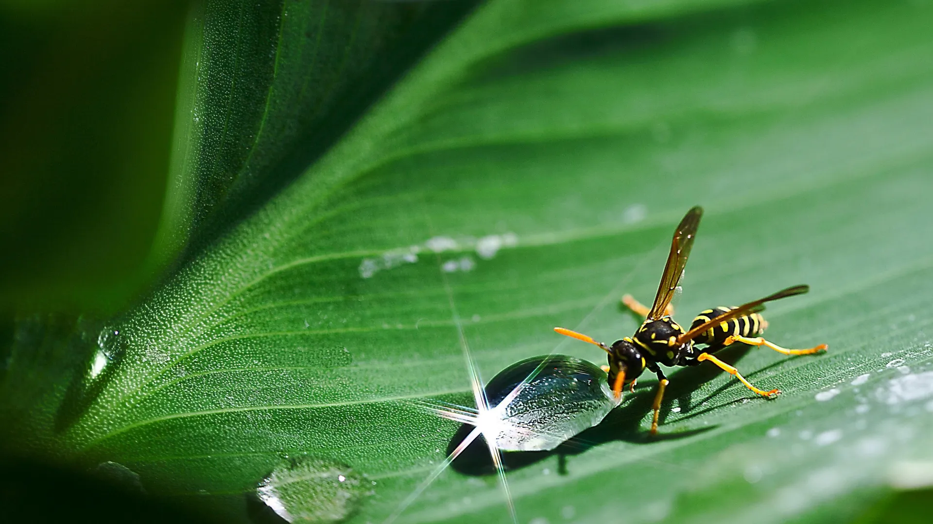 a bug on a leaf