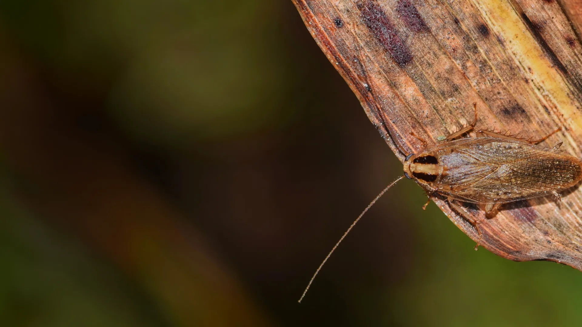 a close up of a bug