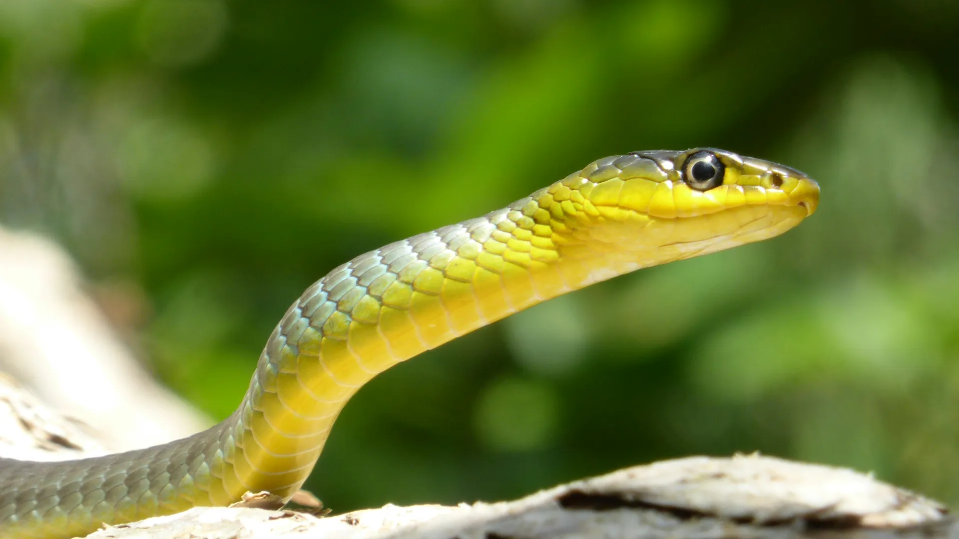 a lizard on a rock