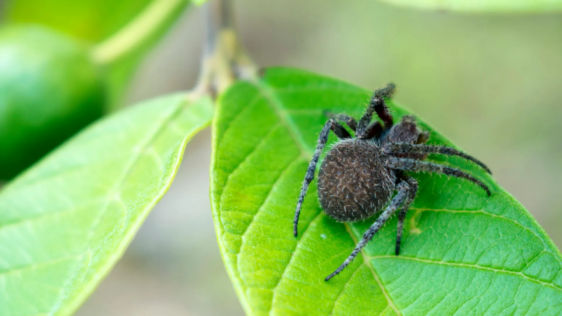 a close up of a bug