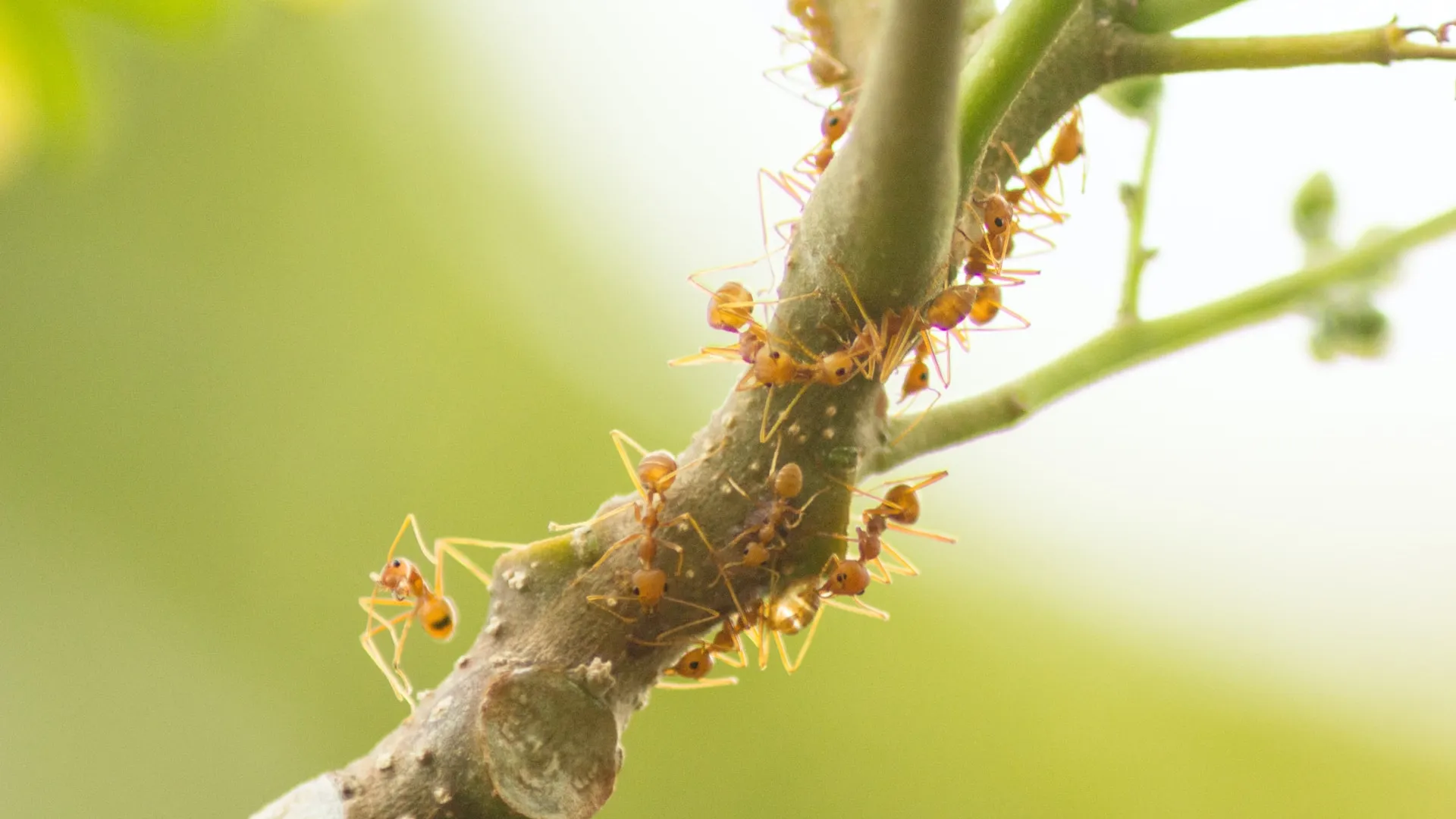 a close up of a caterpillar on a branch