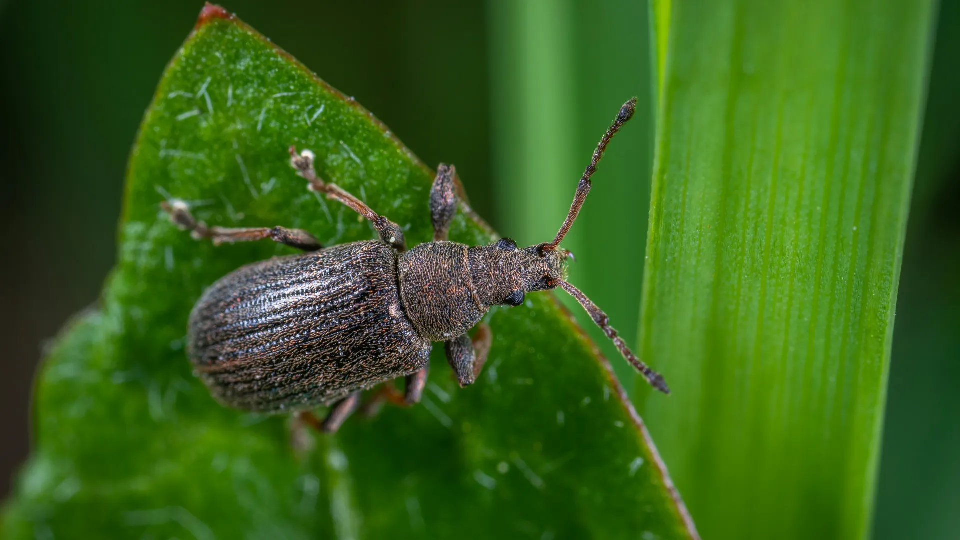 a bug on a leaf