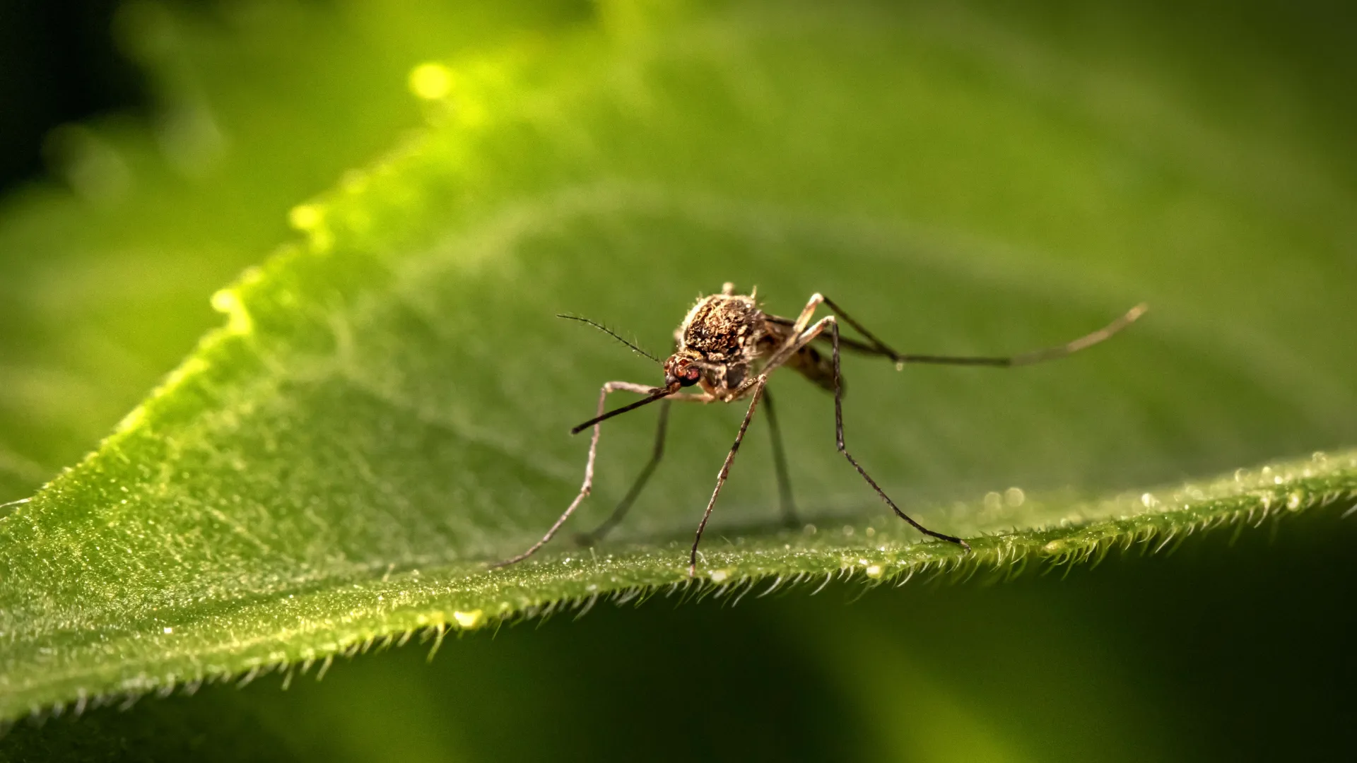 a close up of a bug