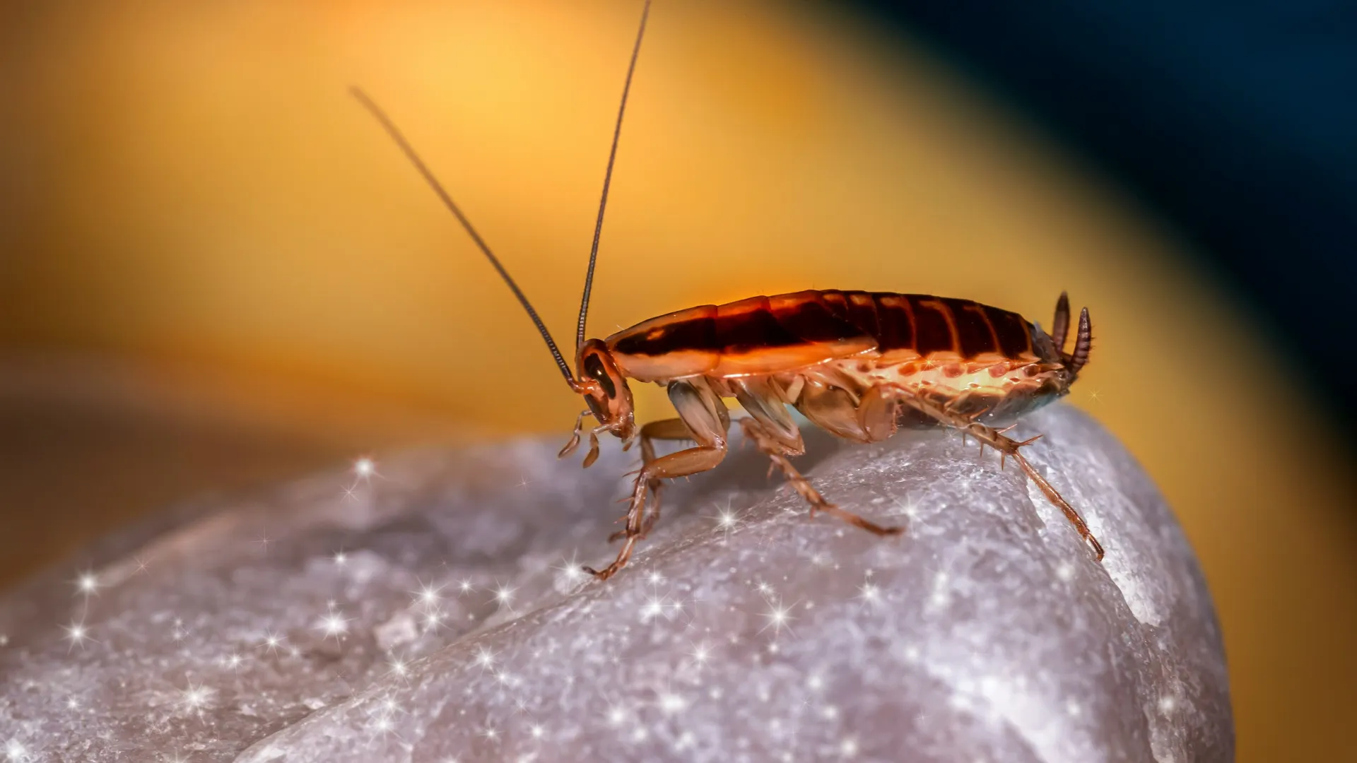 a bug on a rock