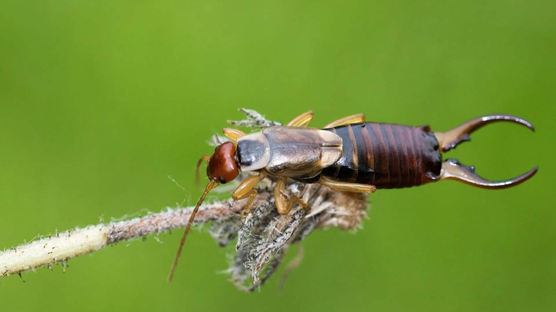 a close up of a bug