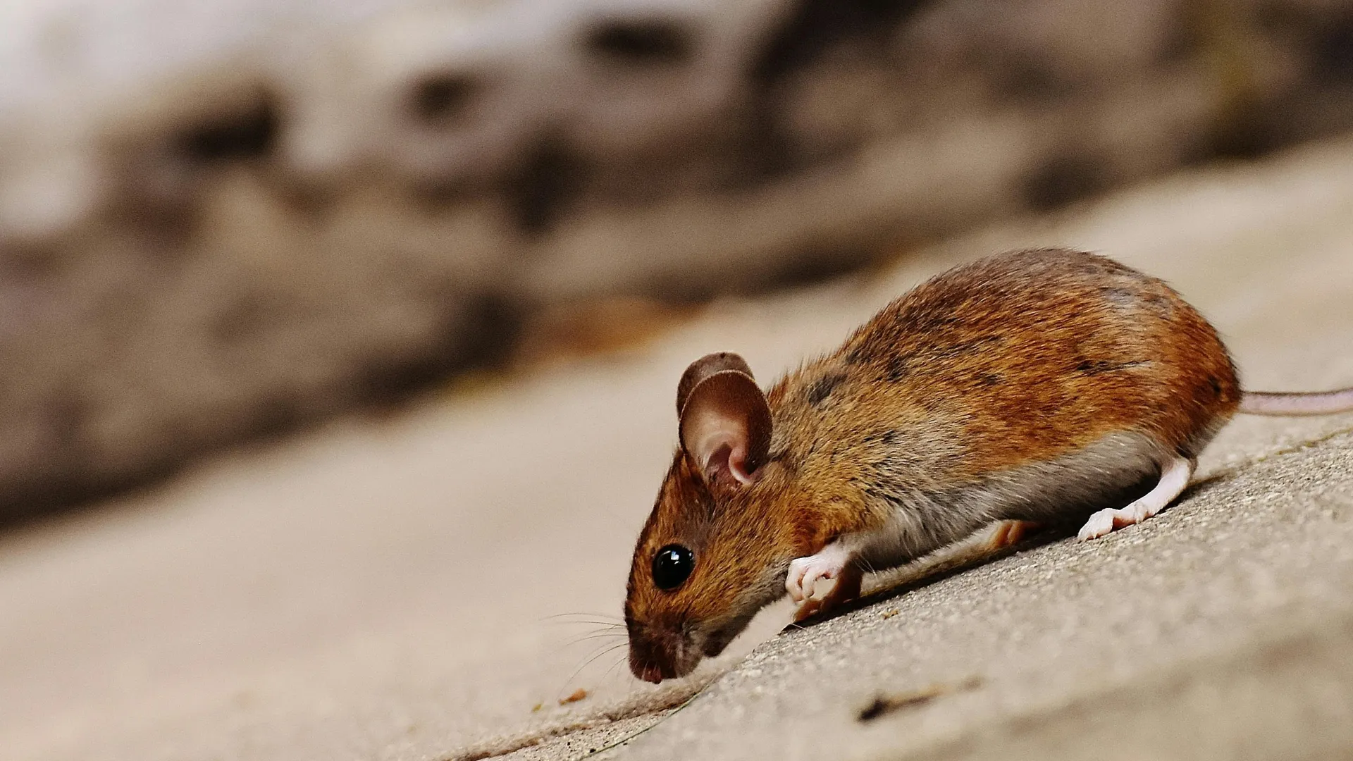a rodent on a wood surface