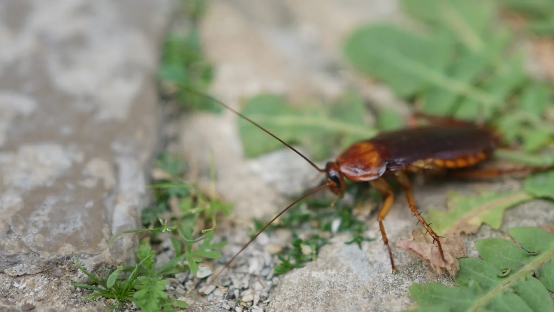 Close-up of a brown cockroach on stone pavement with green grass nearby in natural outdoor setting