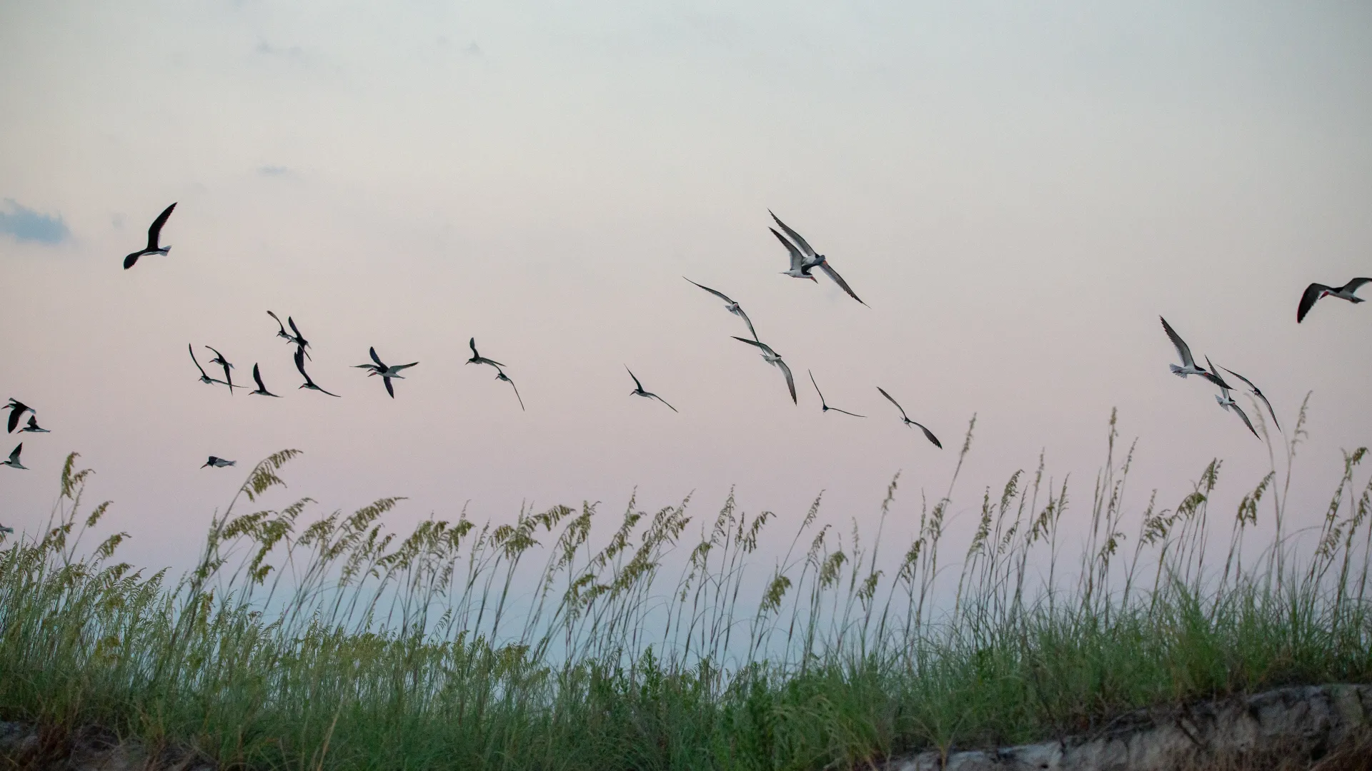 Flock of birds flying above tall grass with a pastel sky at dawn or dusk