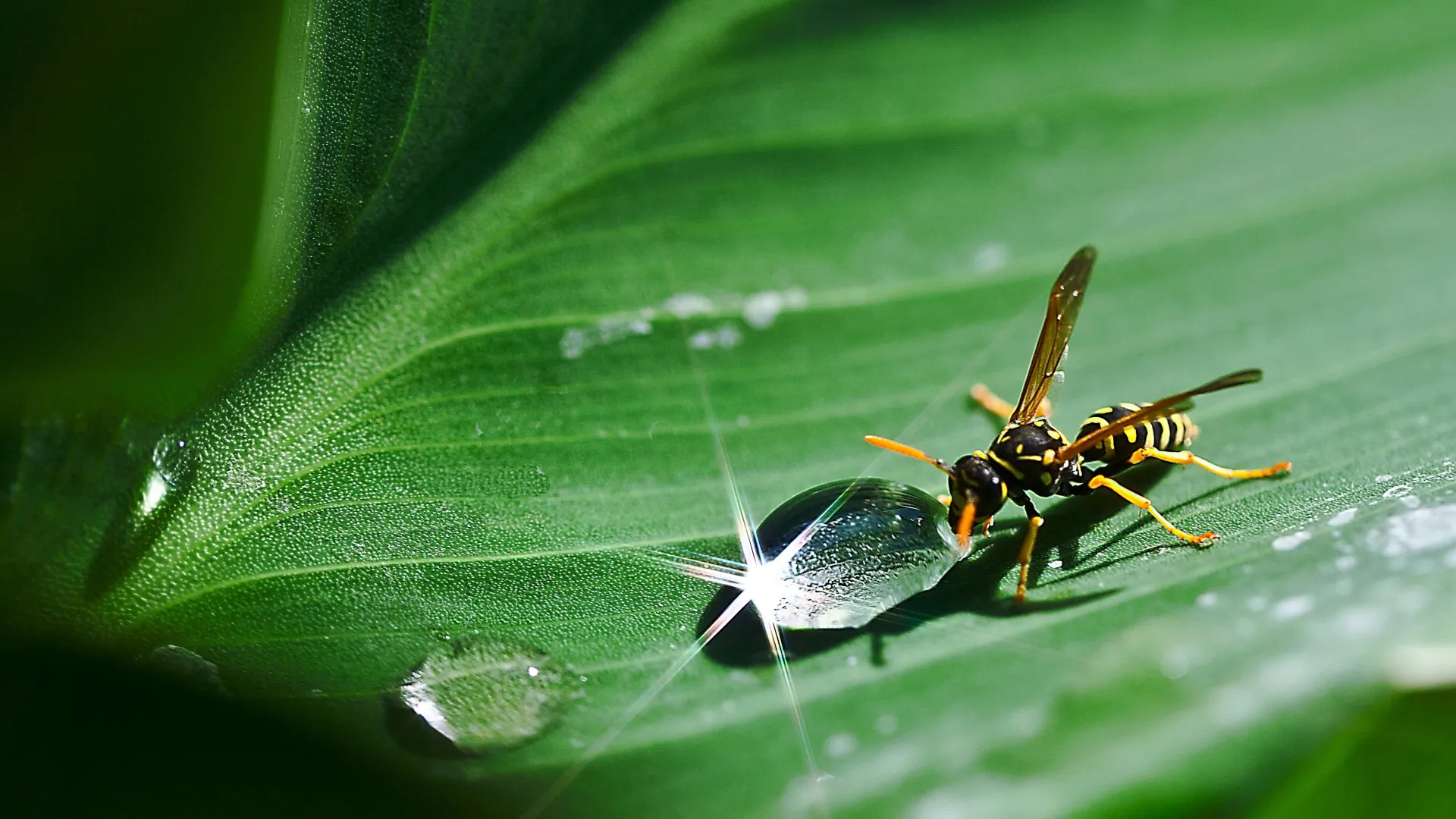 a bug on a leaf