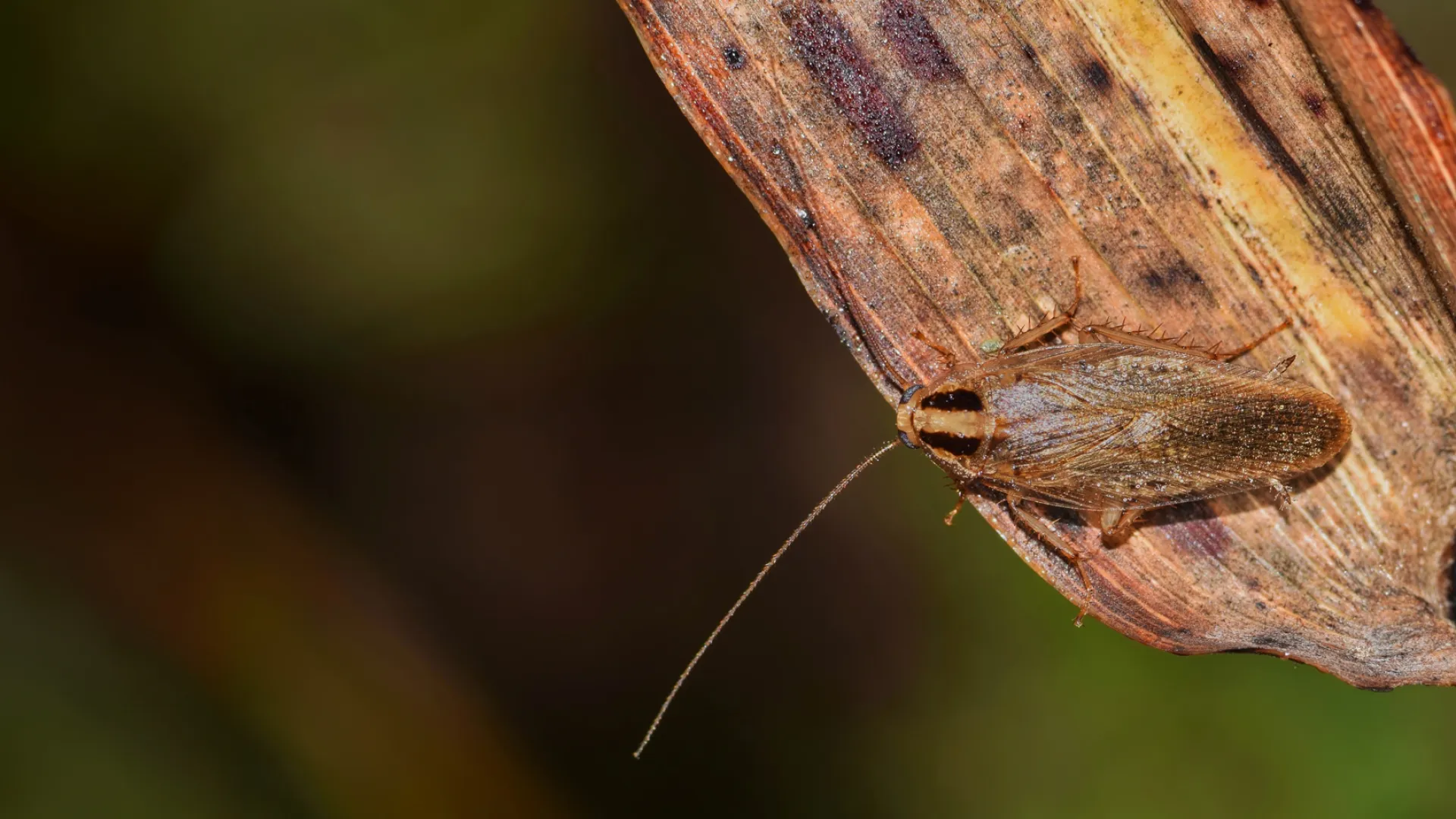 a close up of a bug