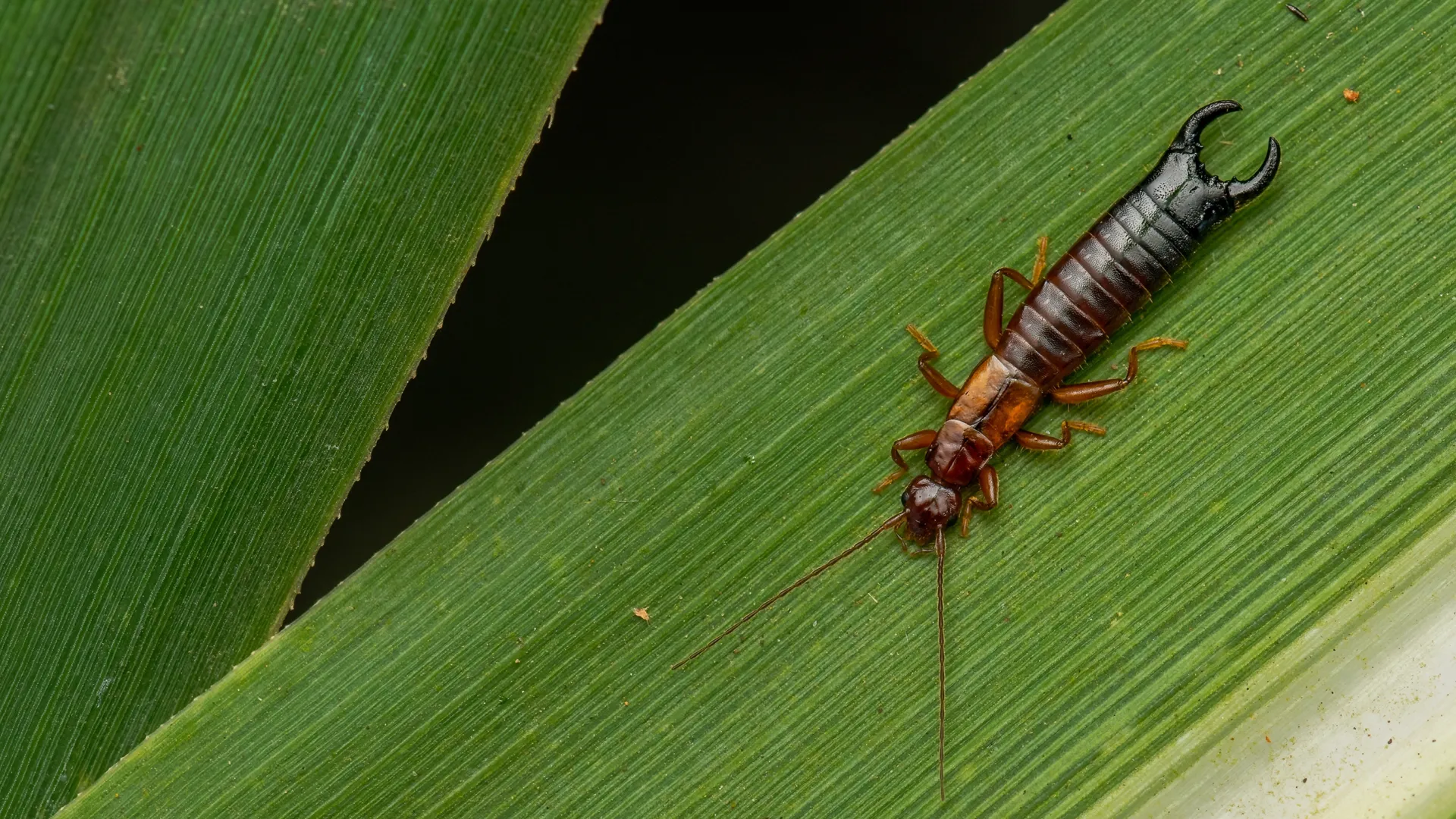Close-up of an earwig insect resting on green textured leaves with dark background.