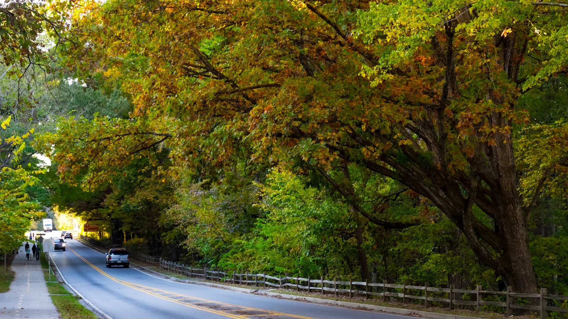 Two-lane road with cars and pedestrians under large trees with green and autumn leaves in a serene setting.