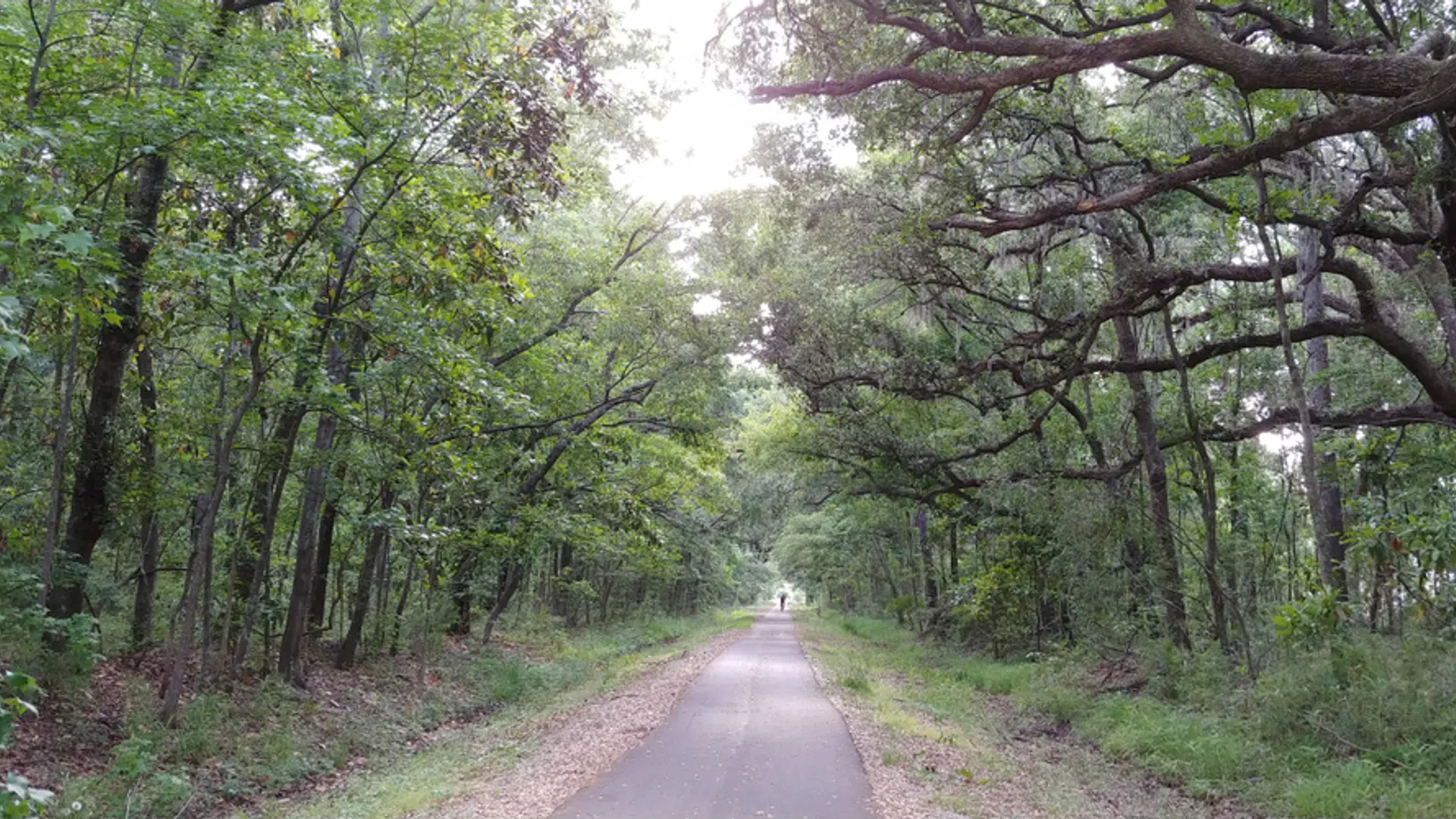 Paved forest trail surrounded by dense green trees with sunlight filtering through the canopy.